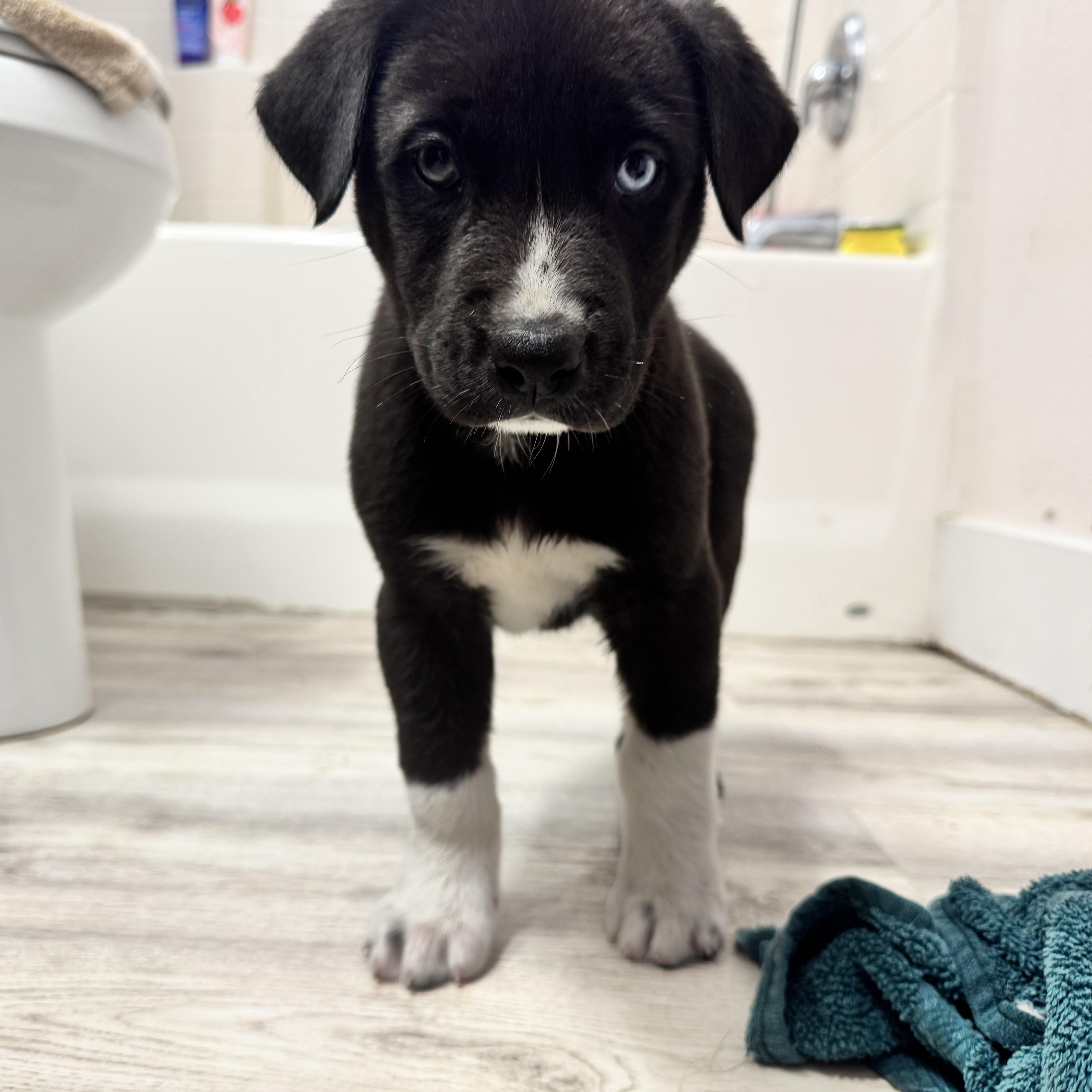 Boots, ADOPTABLE, Puppy Male Black Labrador Retriever & Great Dane.