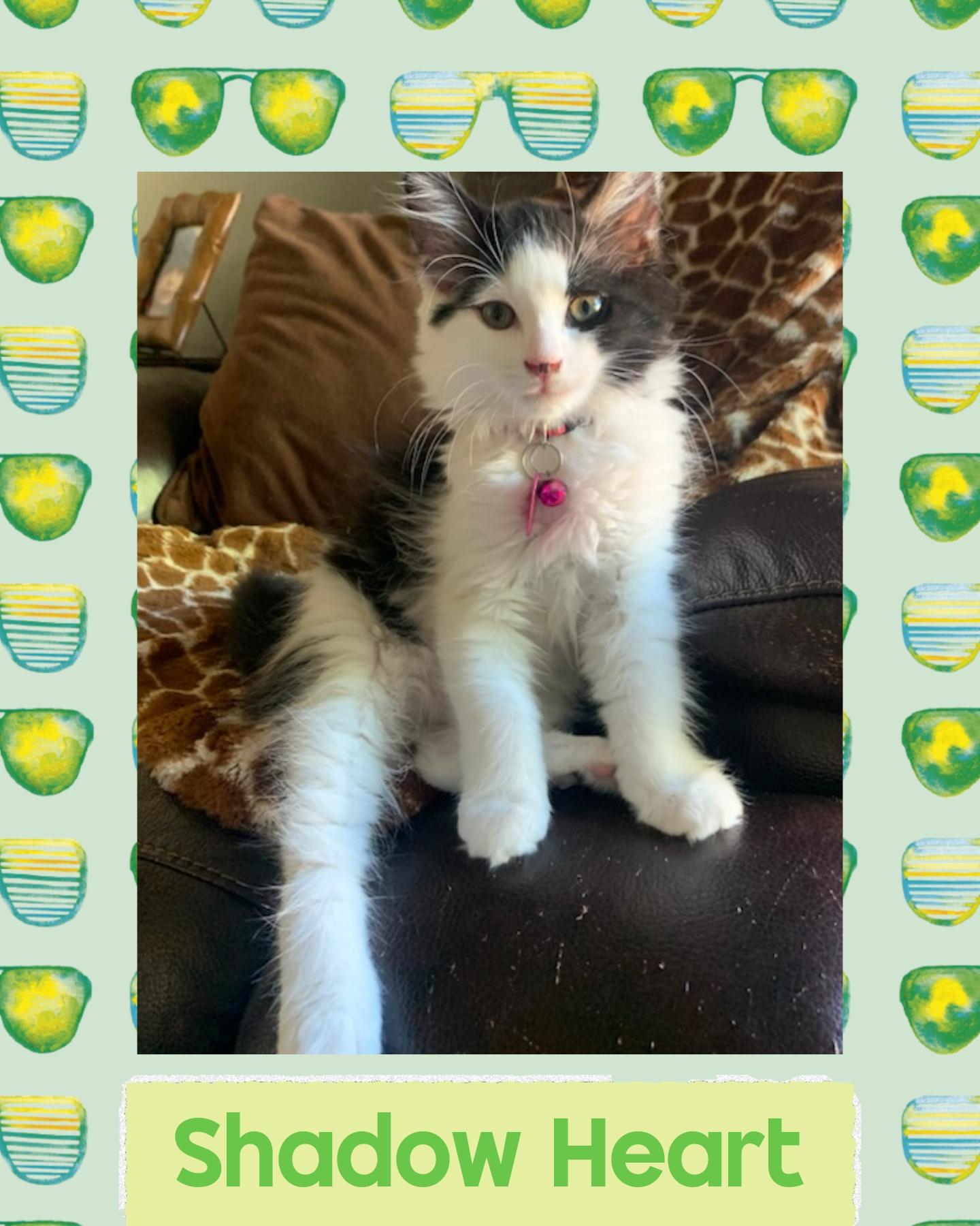 Shadow Heart, Baby Female Tuxedo