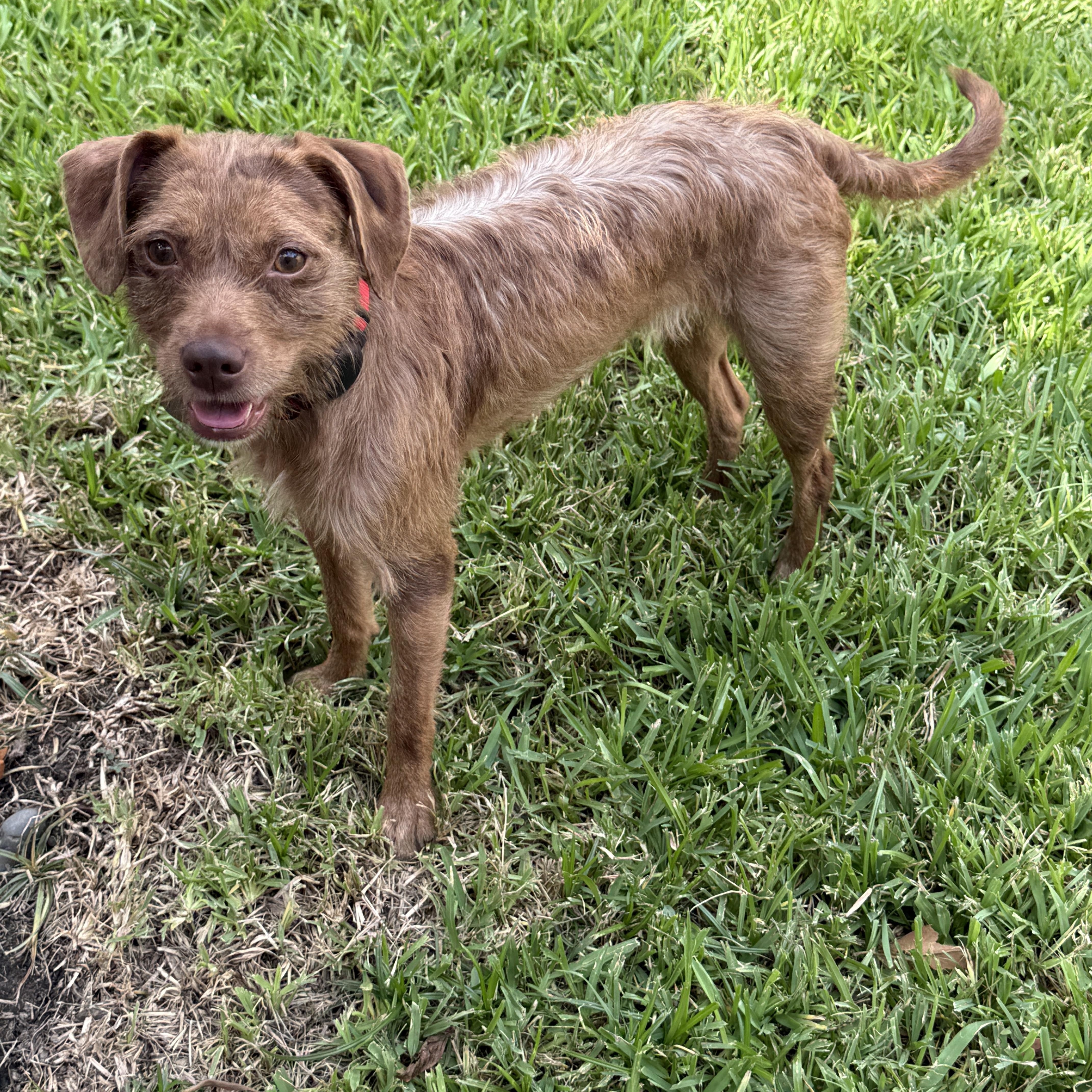 Enlarge Sidney, a Adoptable mixed breed in Houston, TX image 2/6