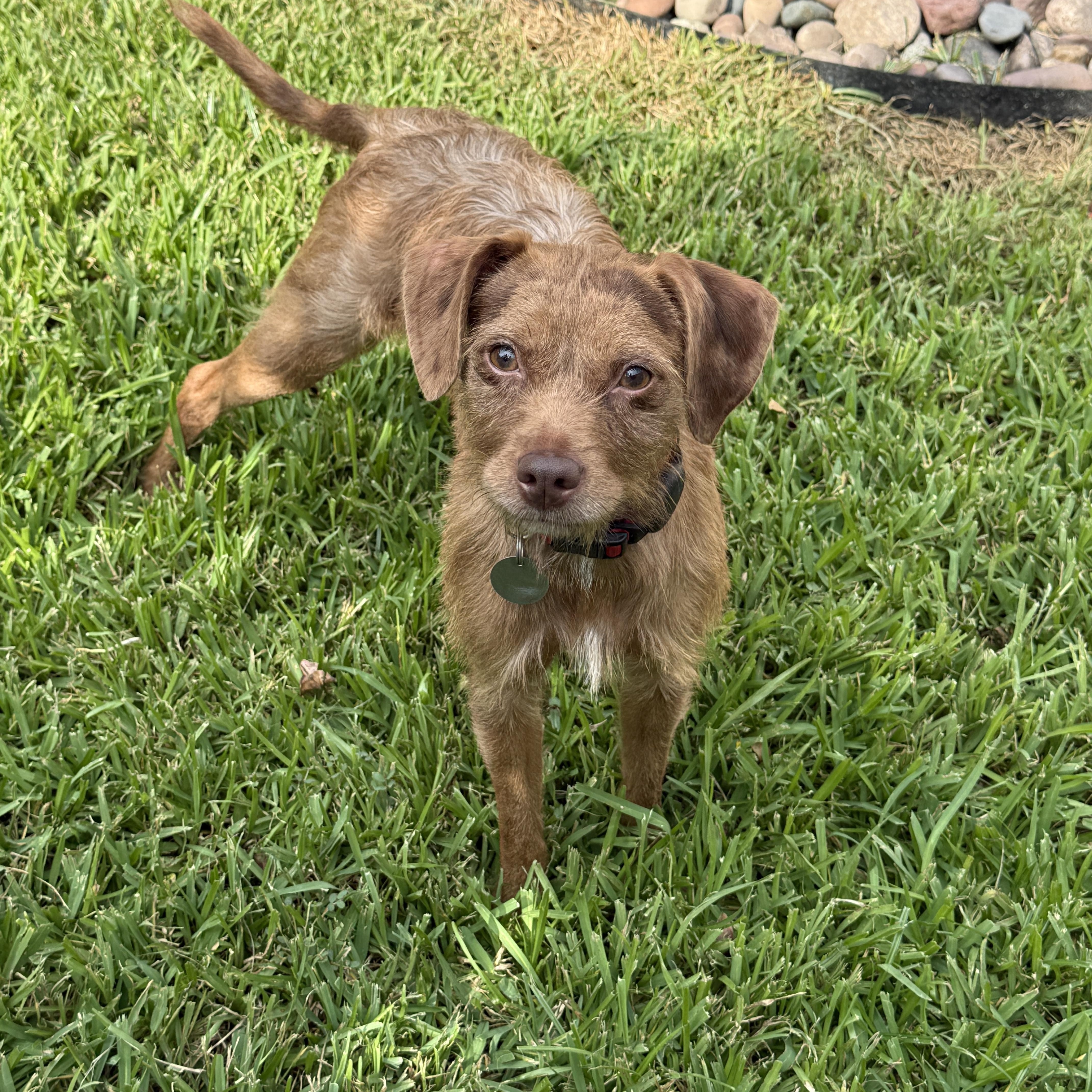 Enlarge Sidney, a Adoptable mixed breed in Houston, TX image 3/6