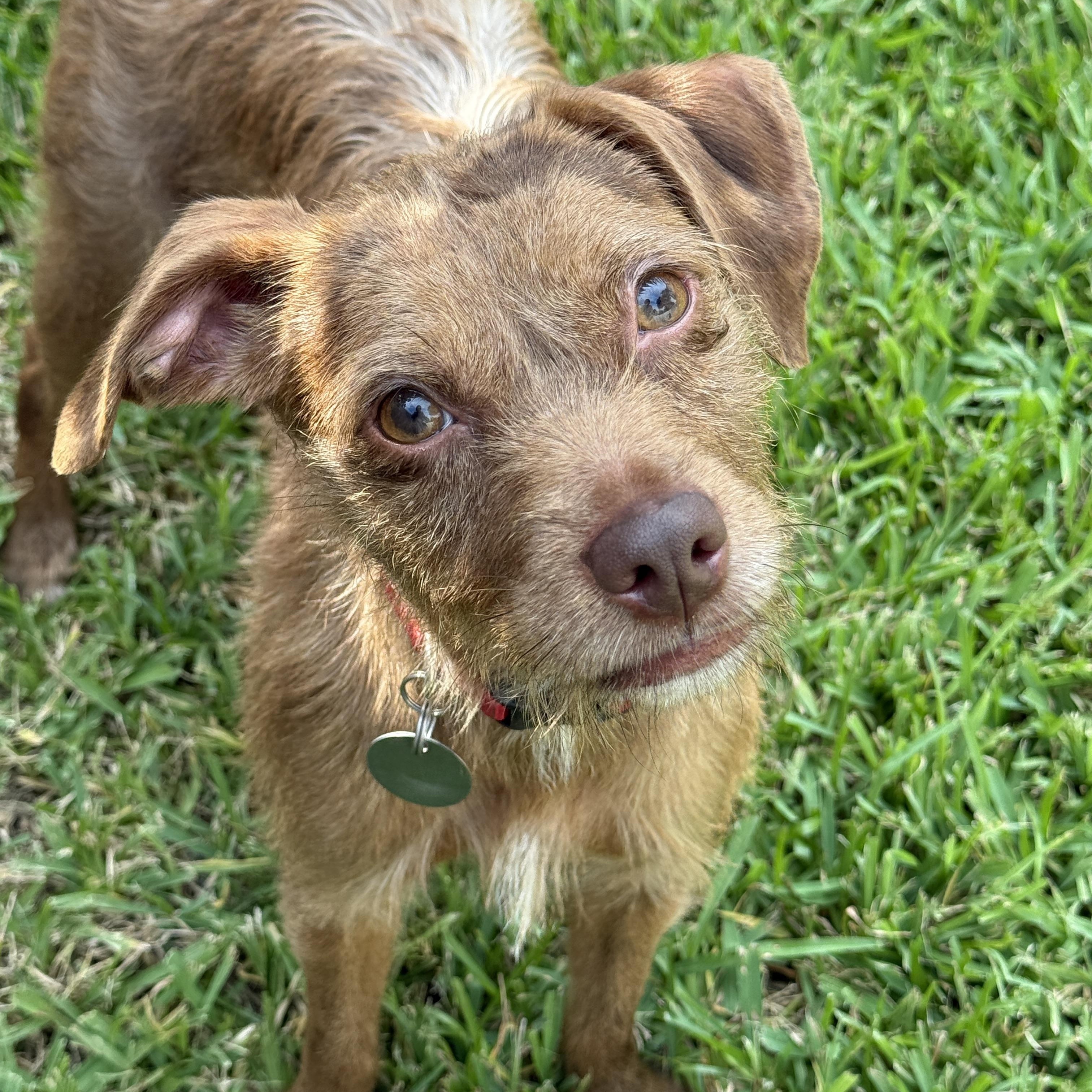 Sidney, Adoptable, Young Female Miniature Schnauzer & Wirehaired Terrier.