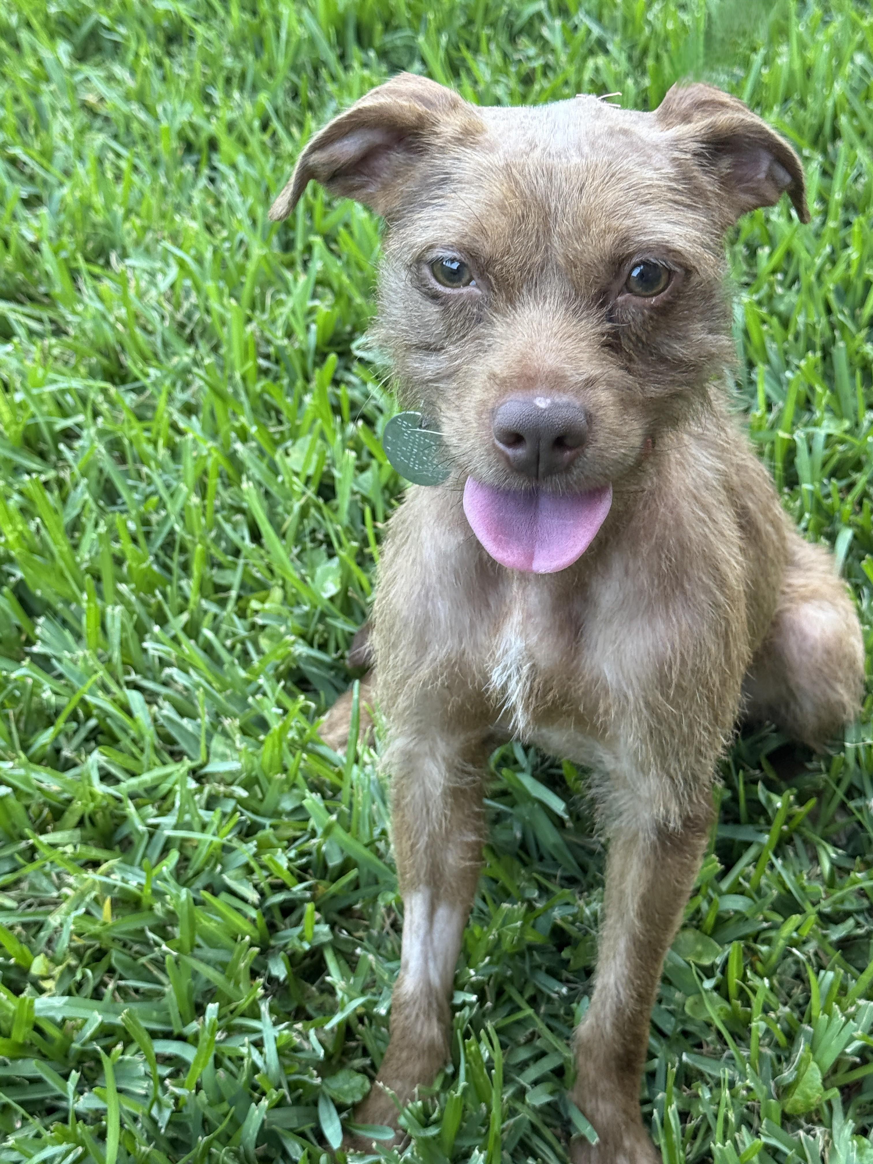 Sidney, a ADOPTABLE mixed breed in Houston, TX image 4/5