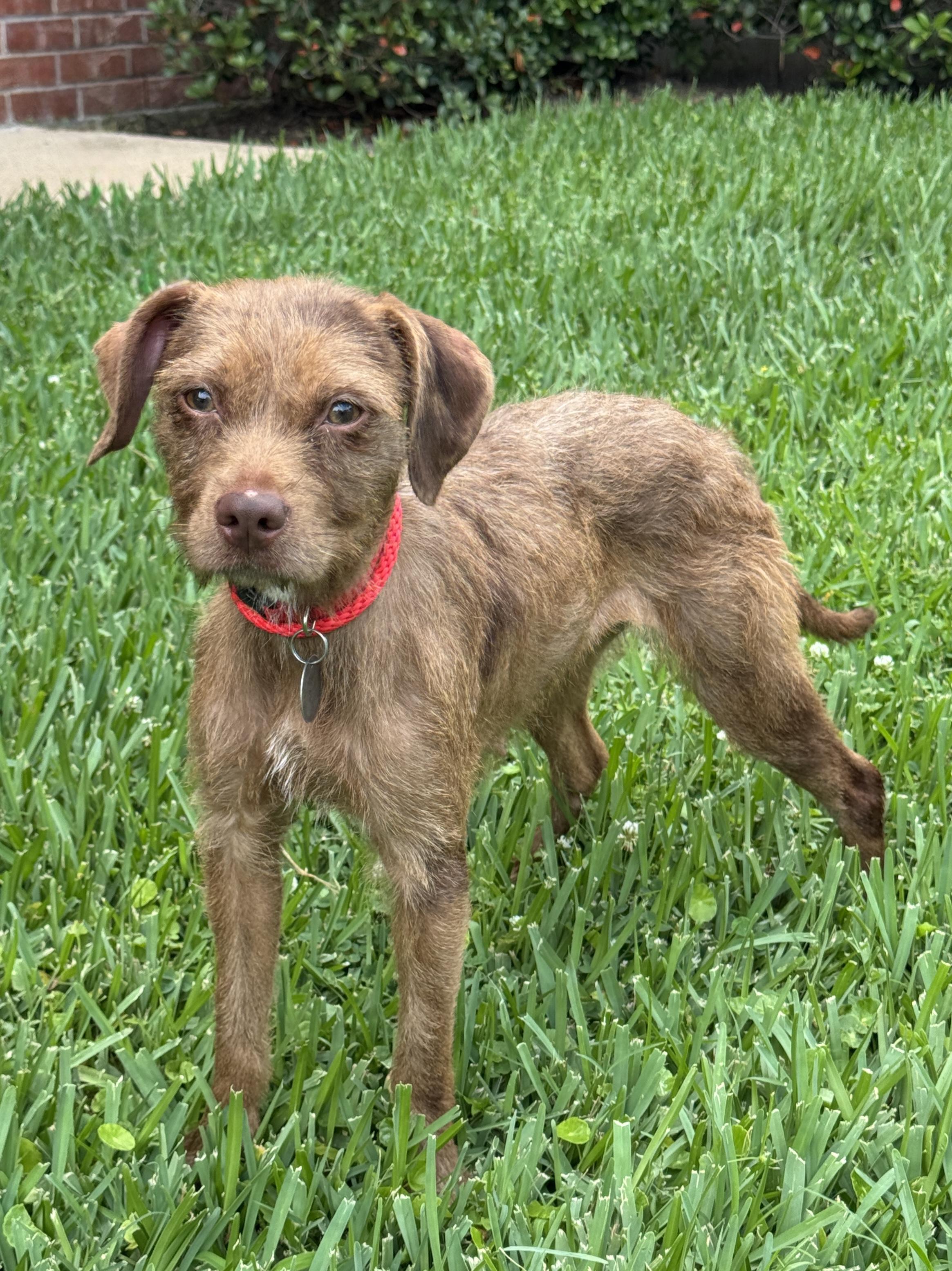Sidney, ADOPTABLE, Young Female Miniature Schnauzer & Wirehaired Terrier.