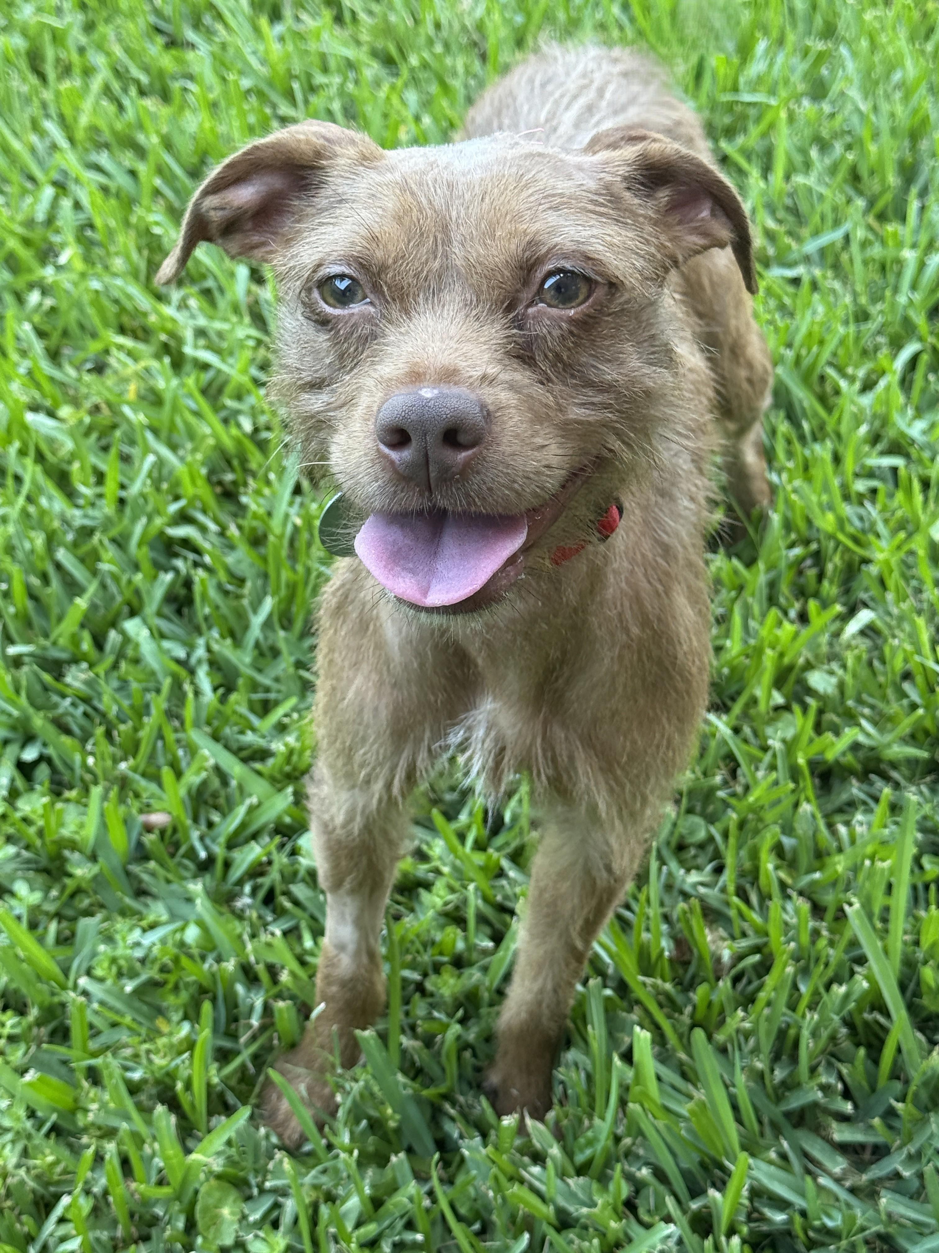 Sidney, a ADOPTABLE mixed breed in Houston, TX image 5/5