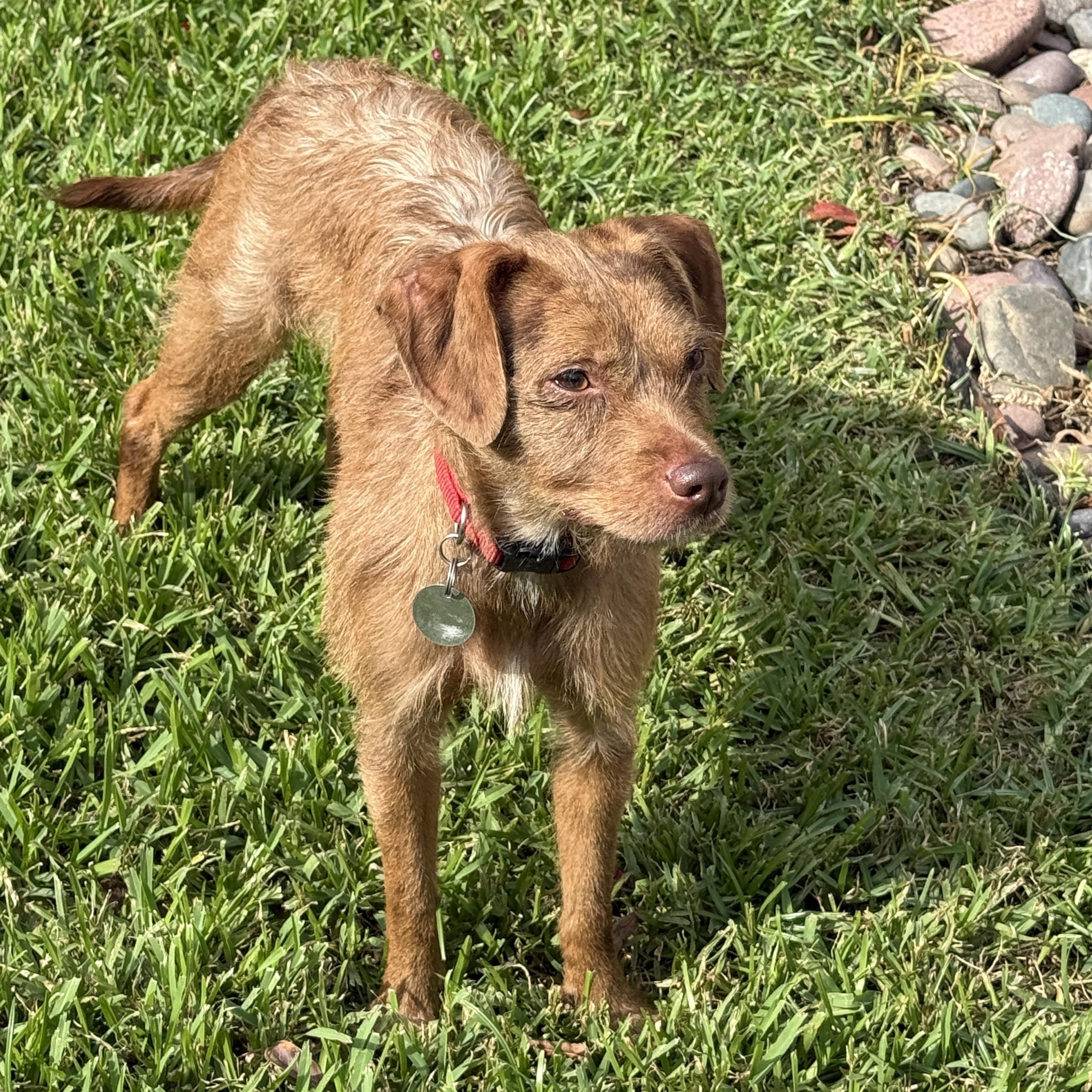 Enlarge Sidney, a Adoptable mixed breed in Houston, TX image 5/6