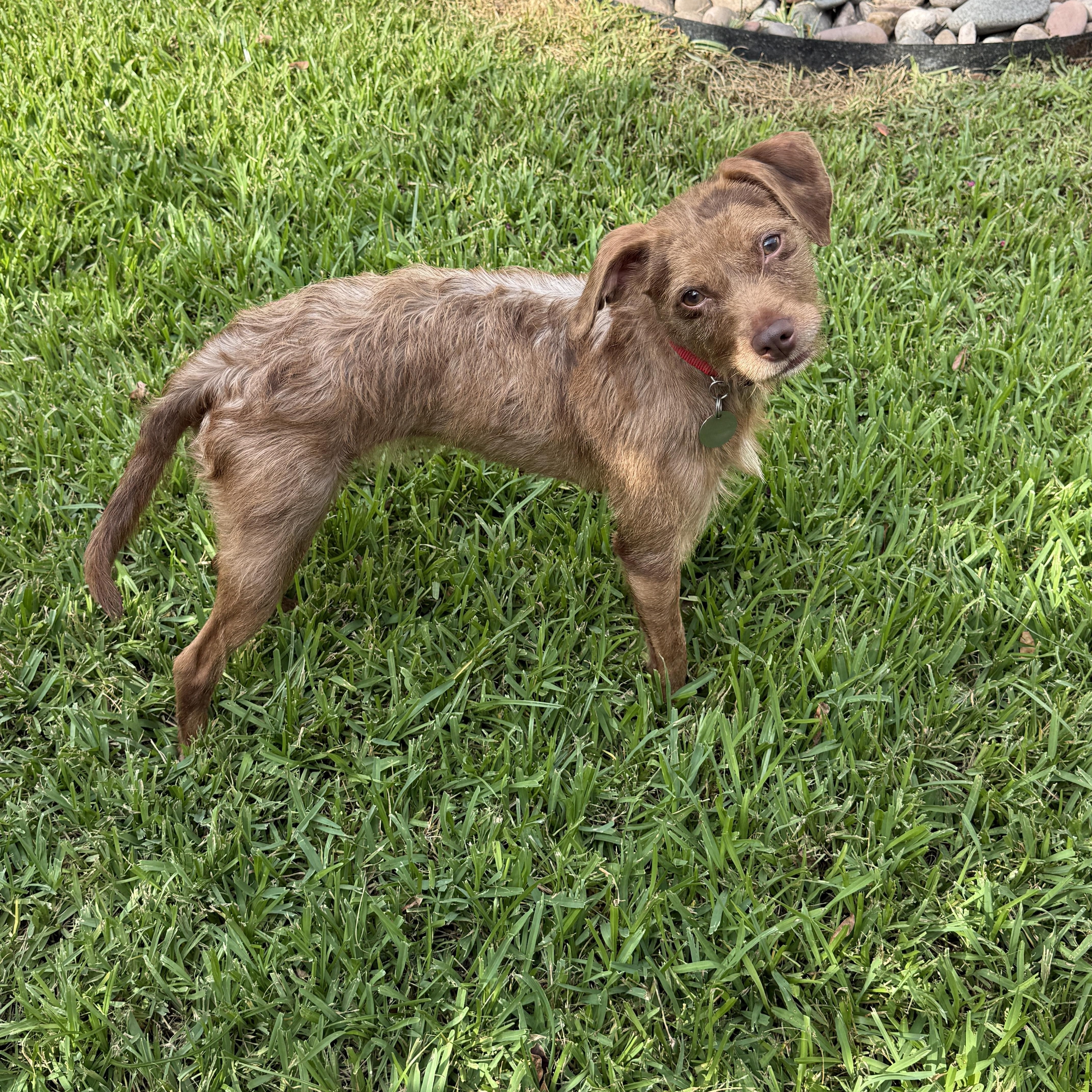 Enlarge Sidney, a Adoptable mixed breed in Houston, TX image 4/6