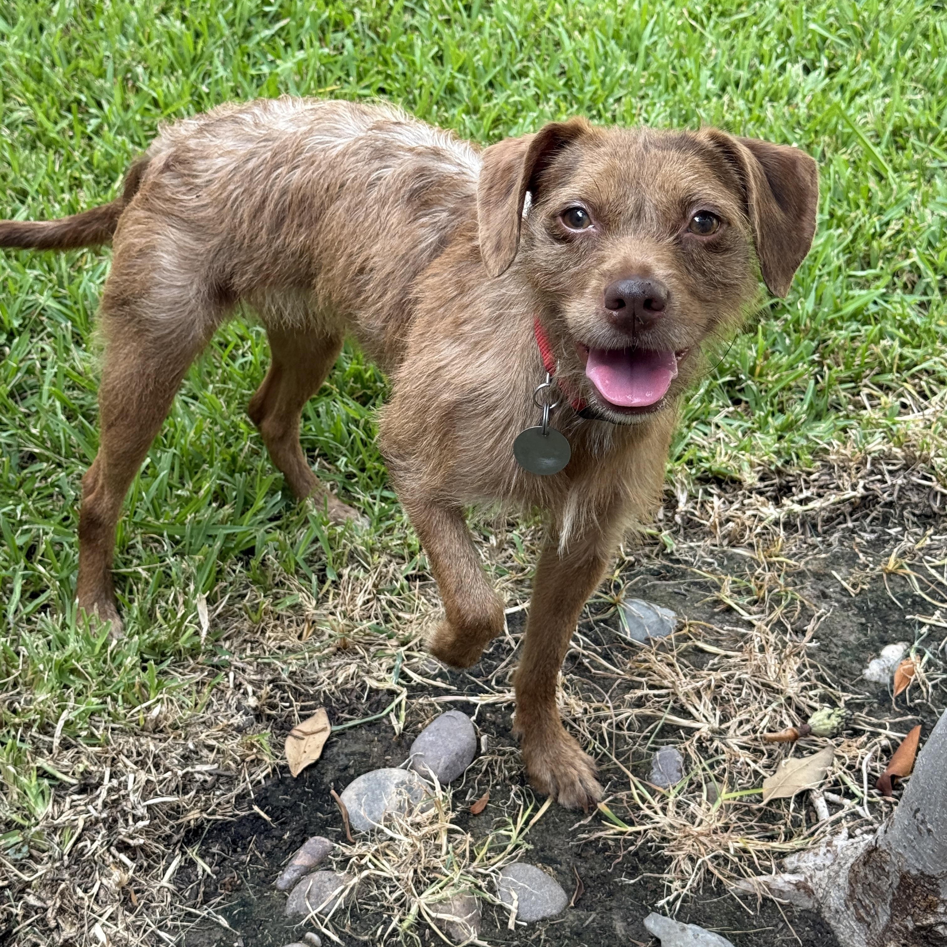 Enlarge Sidney, a Adoptable mixed breed in Houston, TX image 6/6