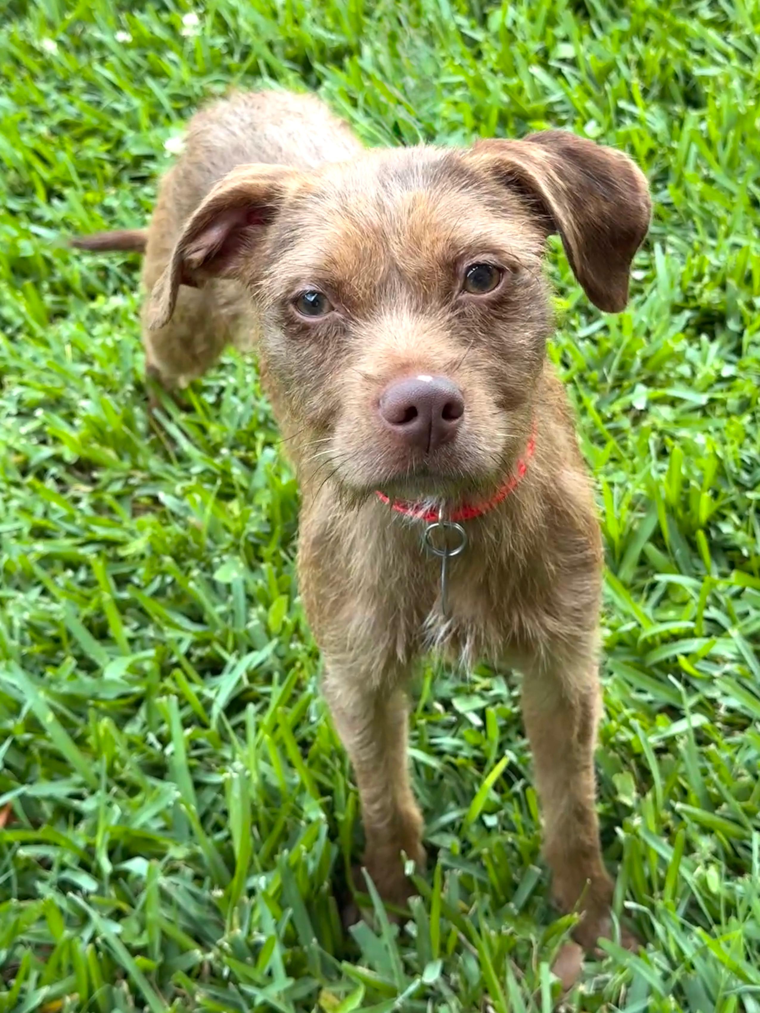 Sidney, a ADOPTABLE mixed breed in Houston, TX image 2/5