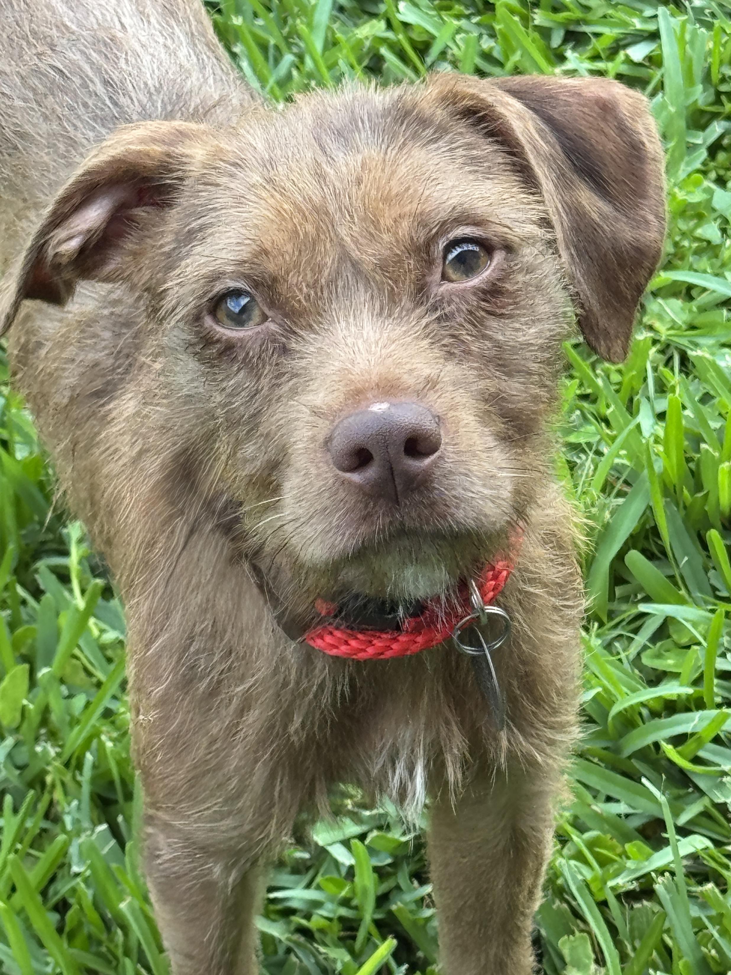 Sidney, a ADOPTABLE mixed breed in Houston, TX image 3/5