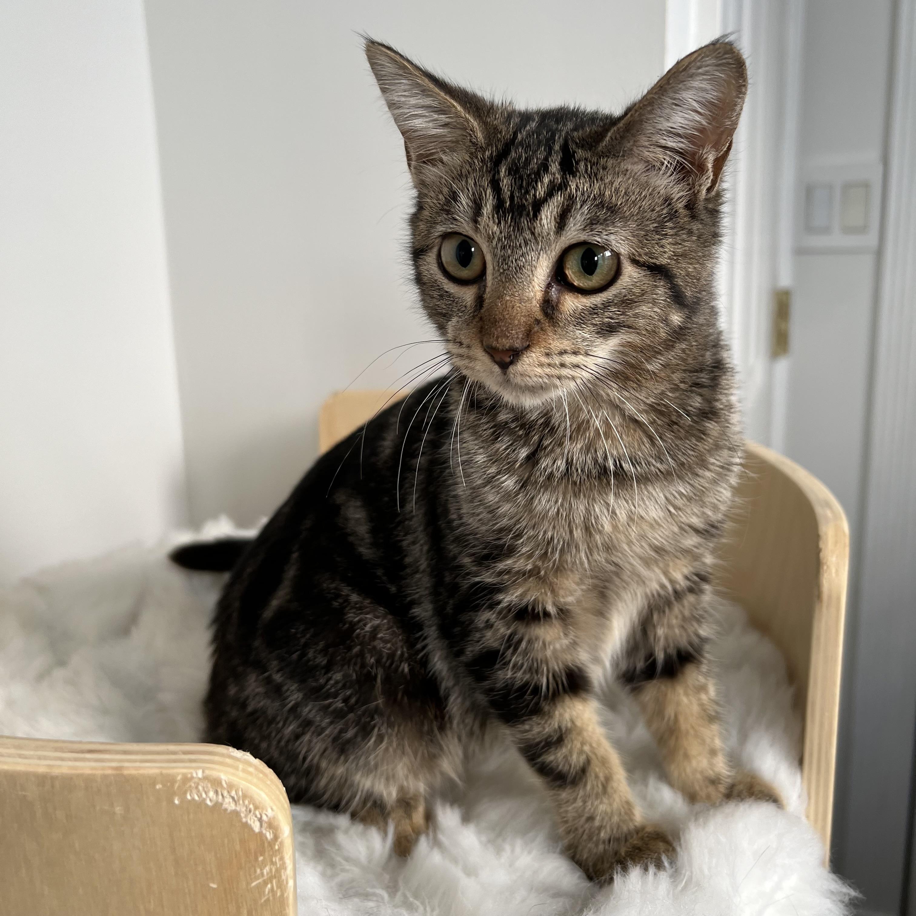 Enlarge Marlo, a Adopted mixed breed in Dix Hills, NY image 3/4