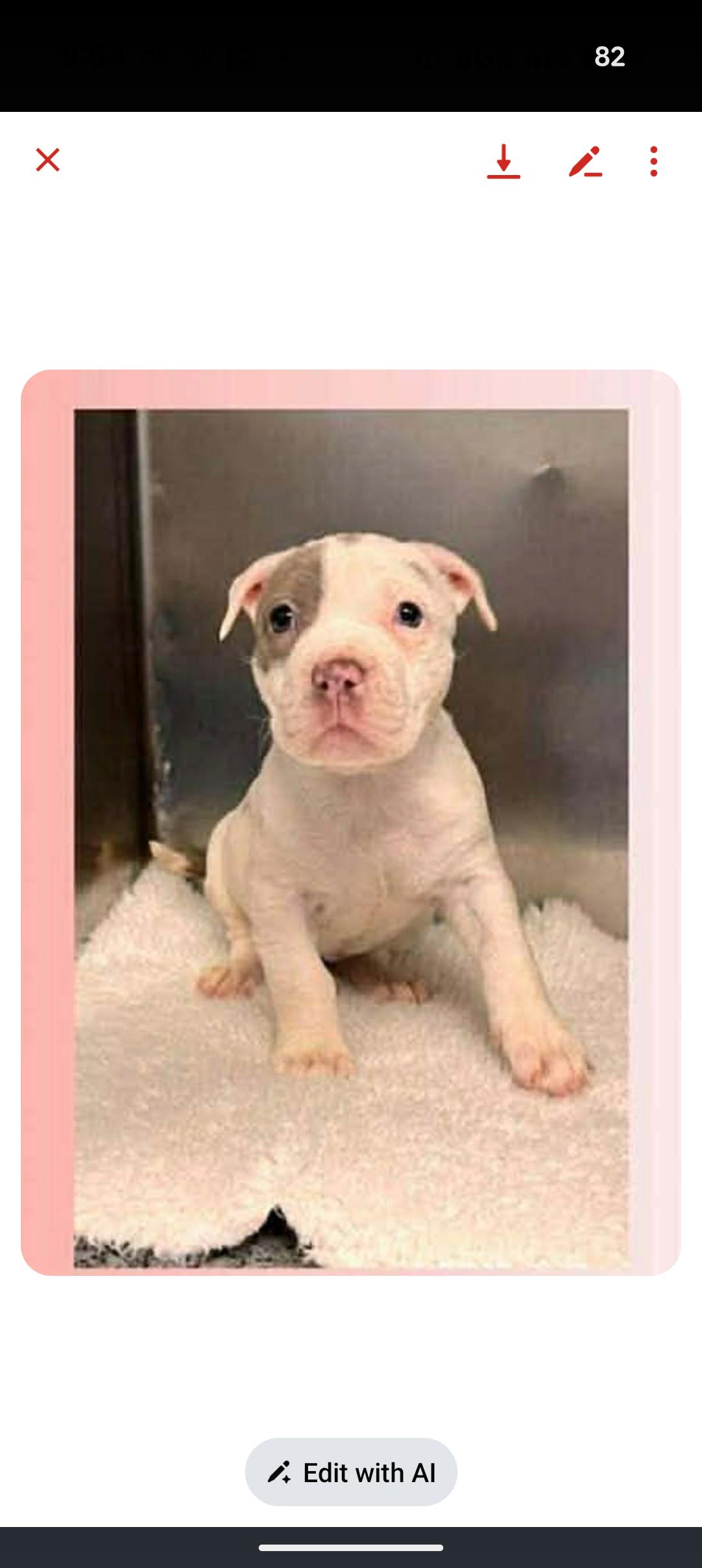 Enlarge JAMIE, an adopted mixed breed in Browns Mills, NJ image 4/4