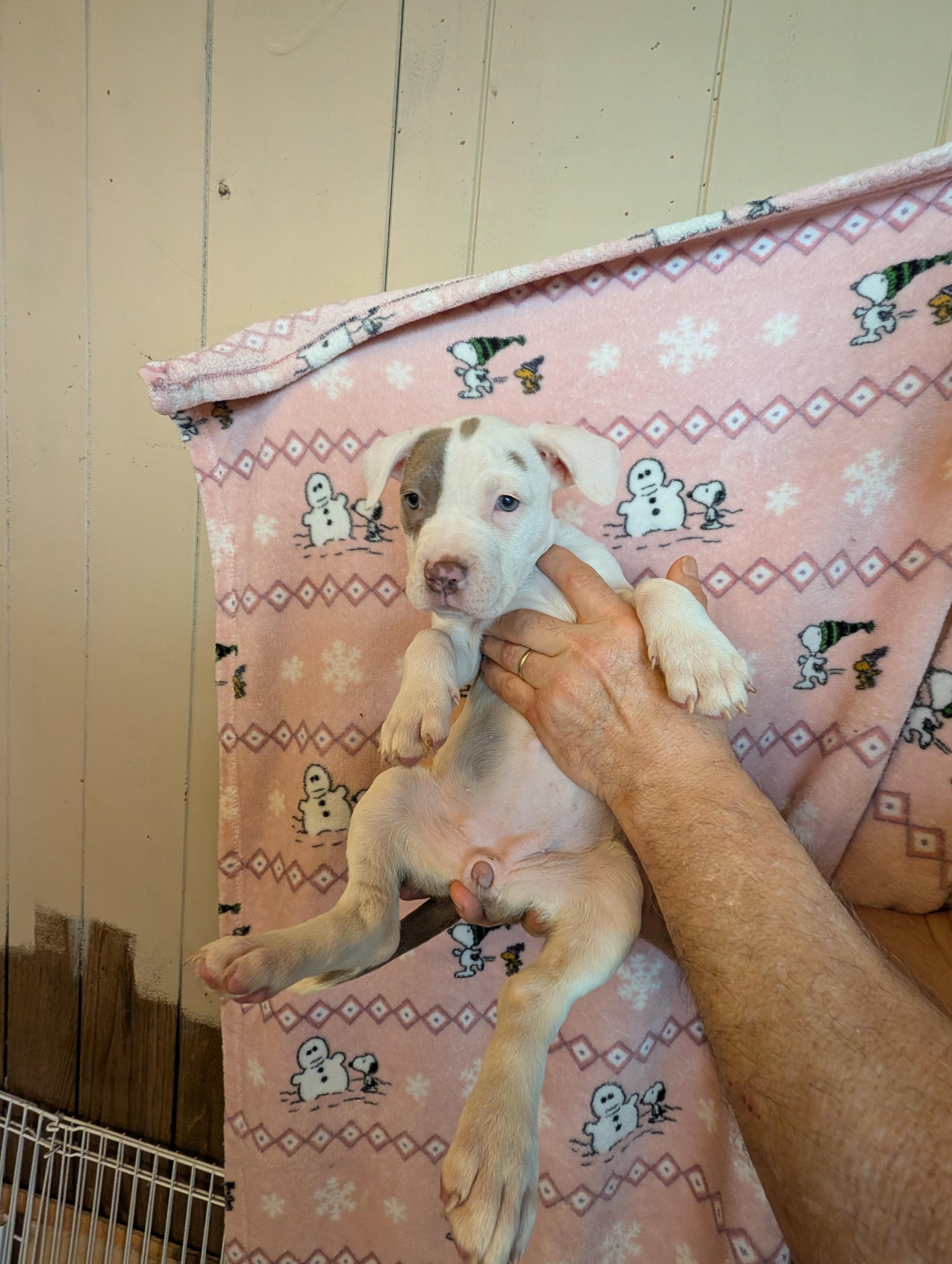 Enlarge JAMIE, an adopted mixed breed in Browns Mills, NJ image 2/4