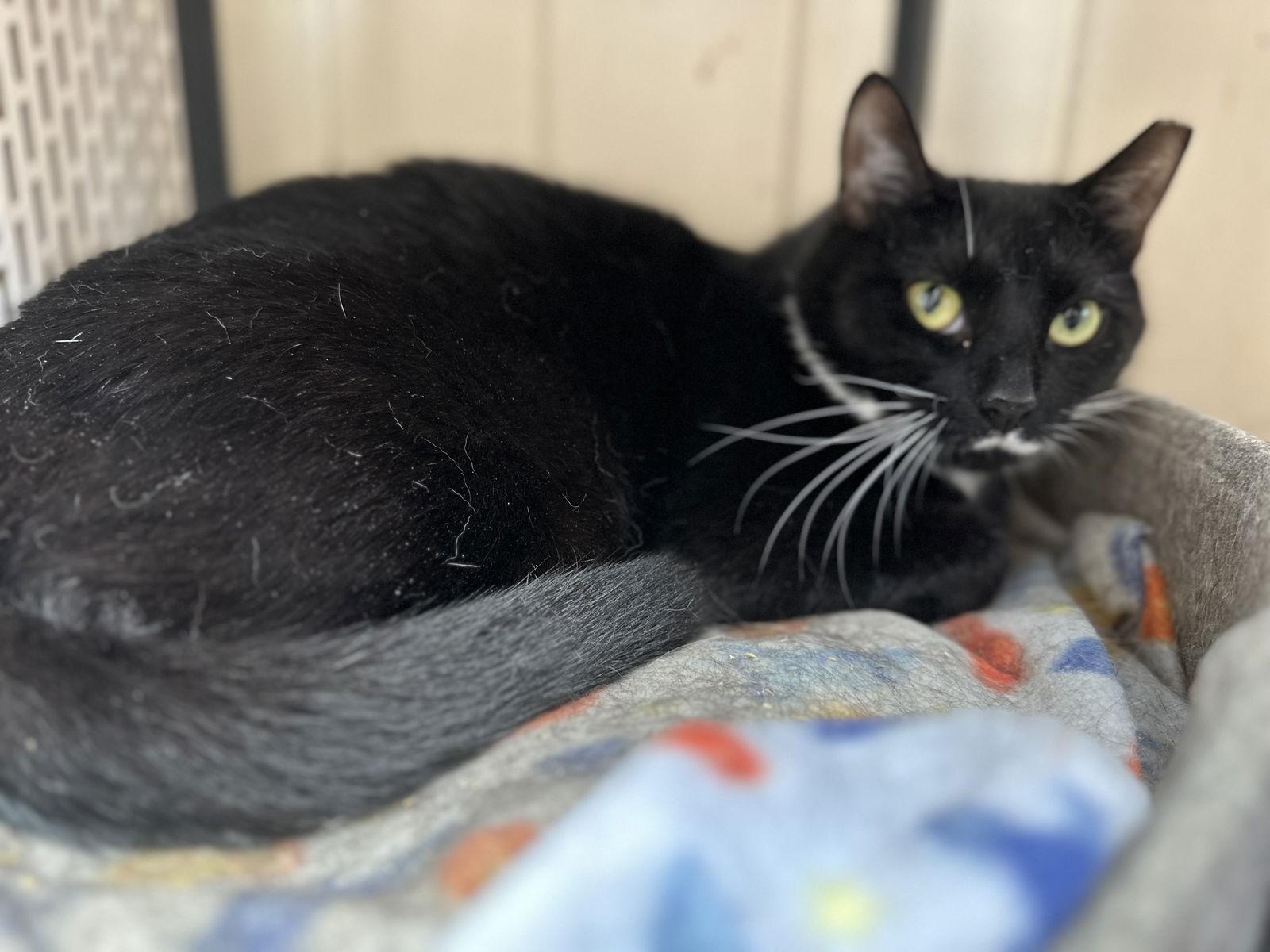 Enlarge Boots, a Adopted Domestic Short Hair in Broomall, PA image 1/3