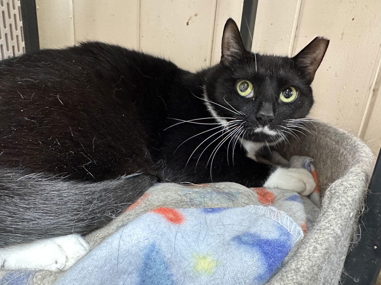 Boots, a Adopted Domestic Short Hair in Broomall, PA image 3/3