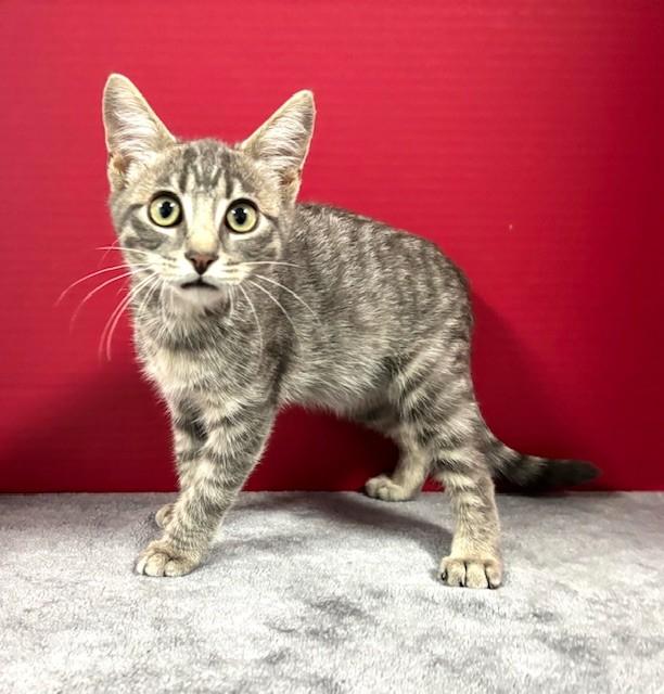 Dorian, adopted, Kitten Male Domestic Short Hair.