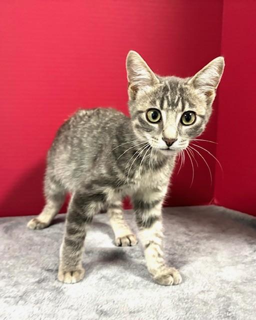 Dorian, an adopted Domestic Short Hair in Hawk Point, MO image 2/4