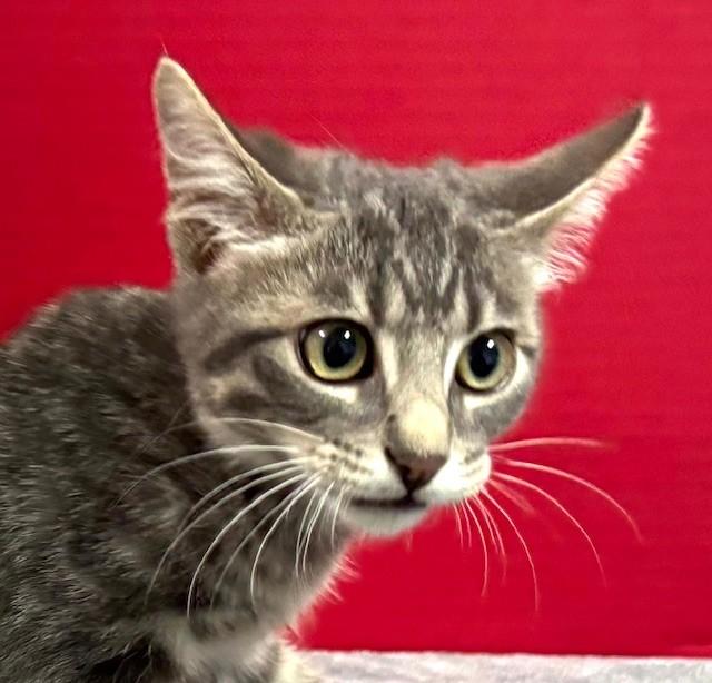 Dorian, an adopted Domestic Short Hair in Hawk Point, MO image 3/4