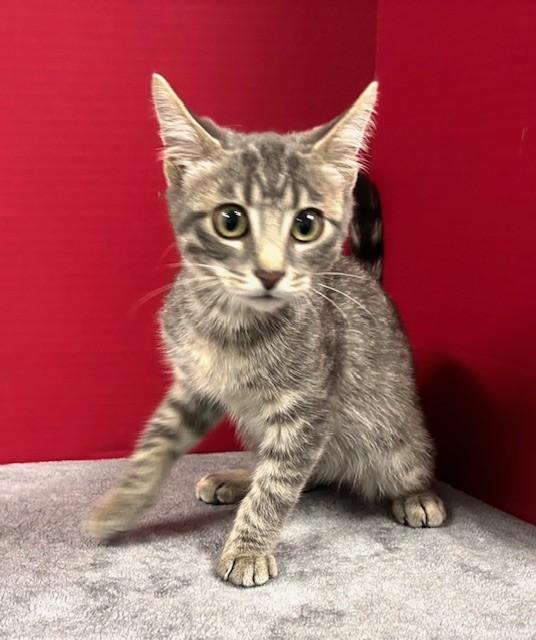 Dorian, an adopted Domestic Short Hair in Hawk Point, MO image 4/4