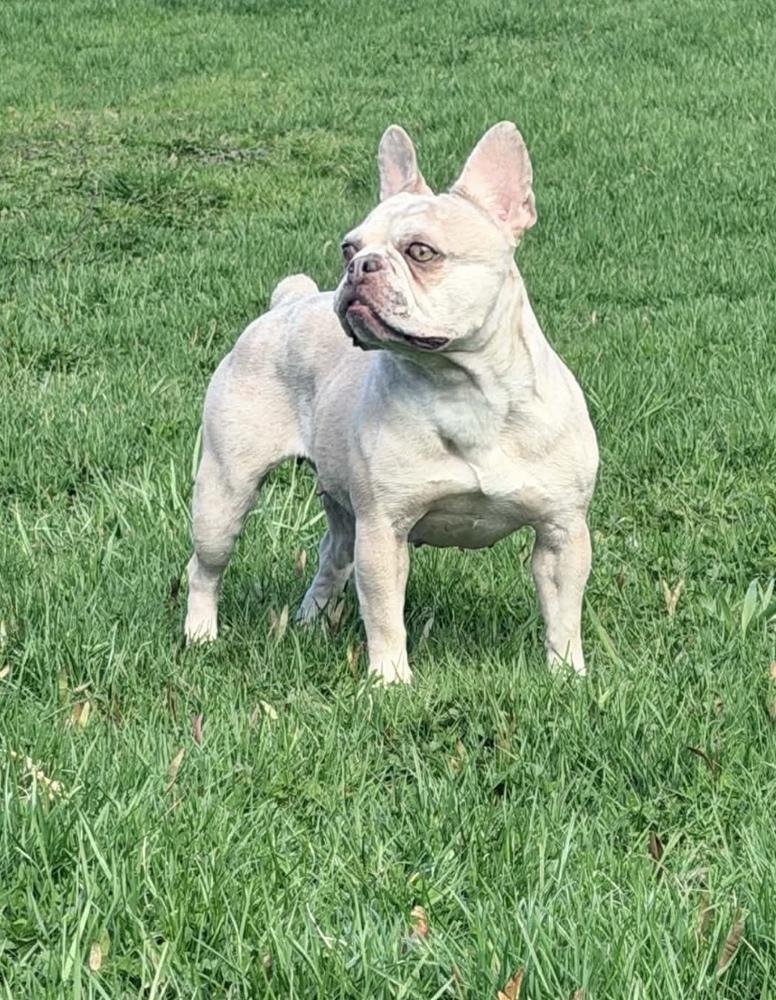 Iris, Adoptable, Adult Female French Bulldog.