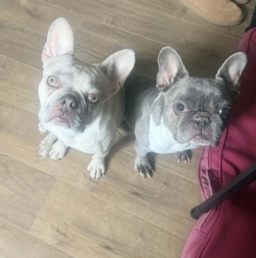 Enlarge Iris, a Adoptable French Bulldog in Cheektowaga, NY image 3/5