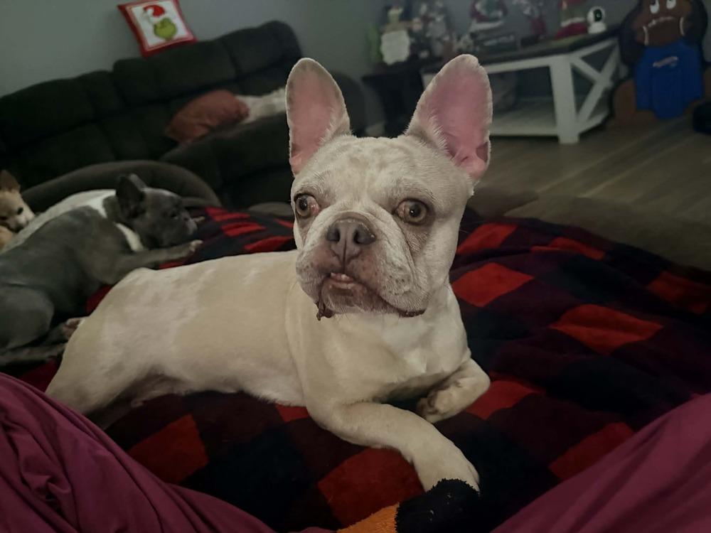 Enlarge Iris, a Adoptable French Bulldog in Cheektowaga, NY image 2/2