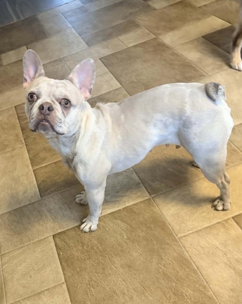 Enlarge Iris, a Adoptable French Bulldog in Cheektowaga, NY image 5/5
