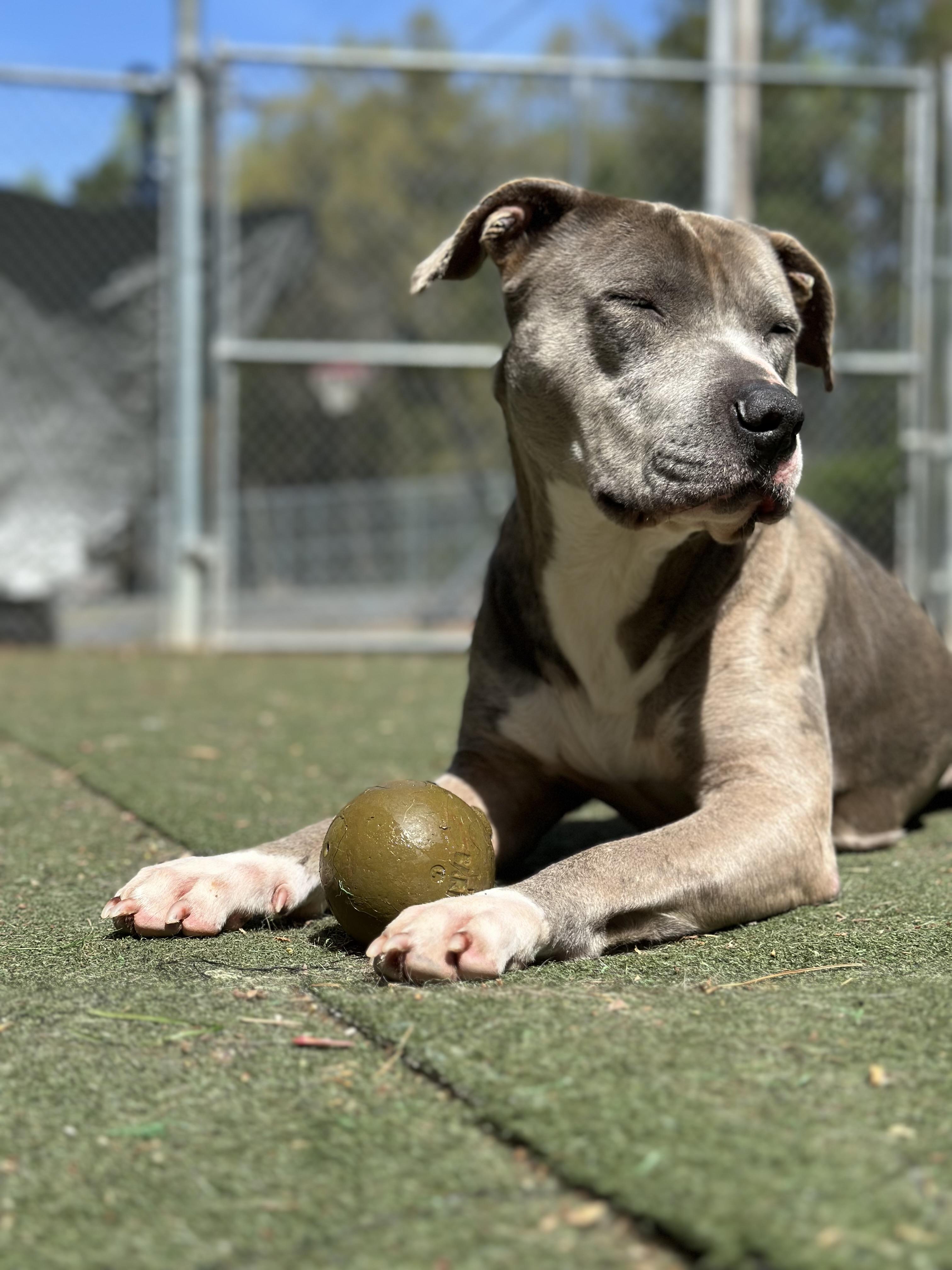 Enlarge Tommy, a Adoptable mixed breed in Charlotte, NC image 2/6
