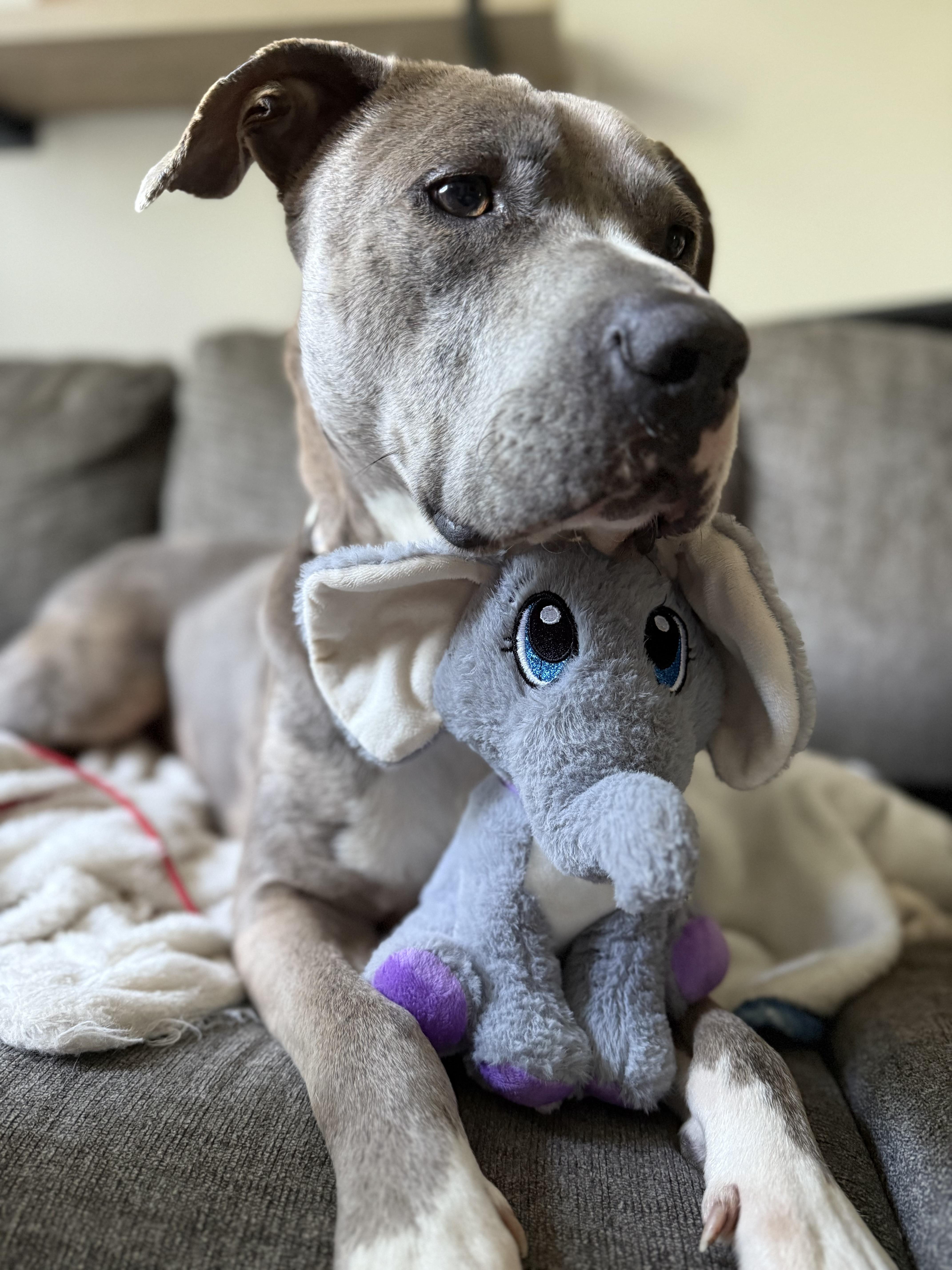 Tommy, Adoptable, Adult Male American Bully & Catahoula Leopard Dog.