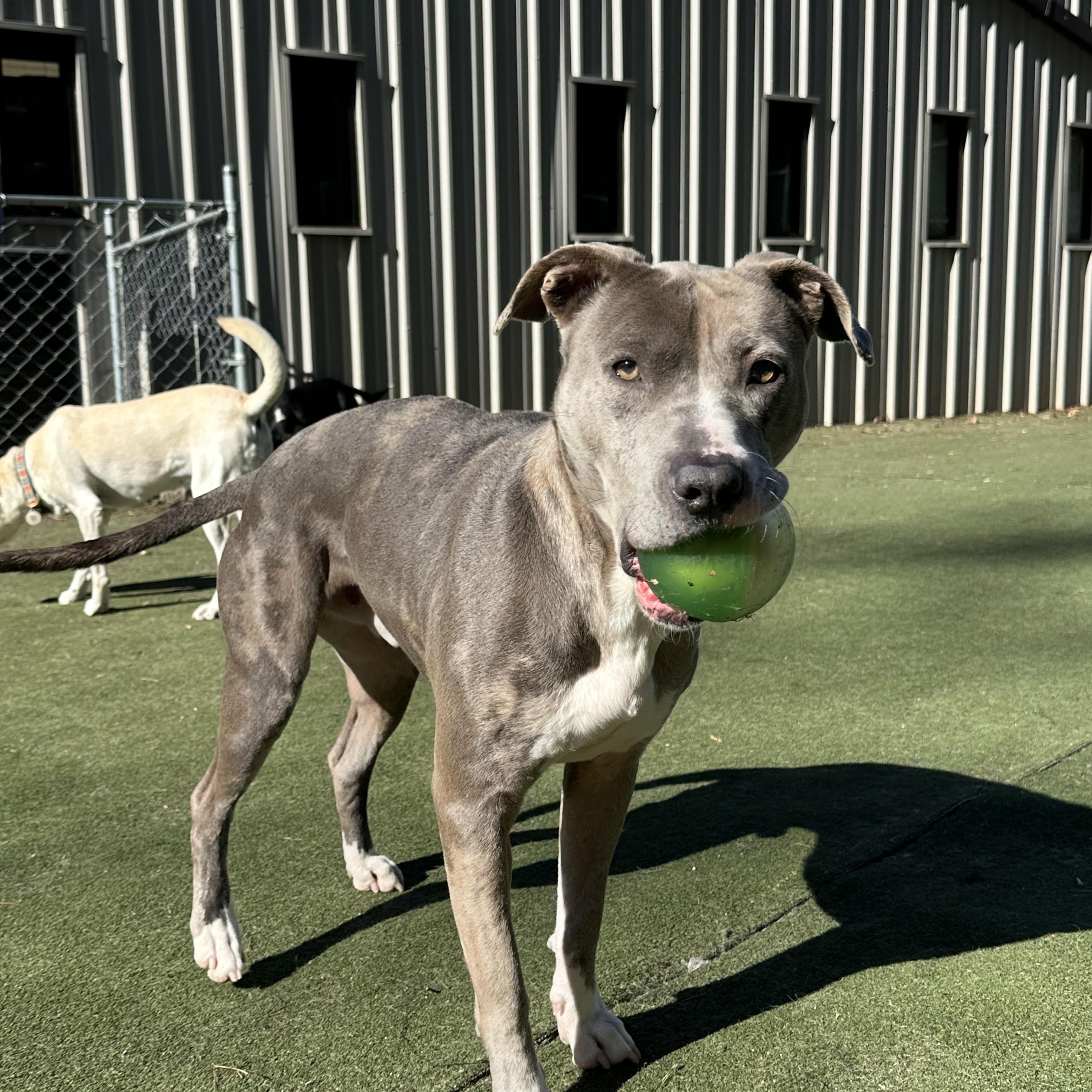 Enlarge Tommy, a Adoptable mixed breed in Charlotte, NC image 3/6