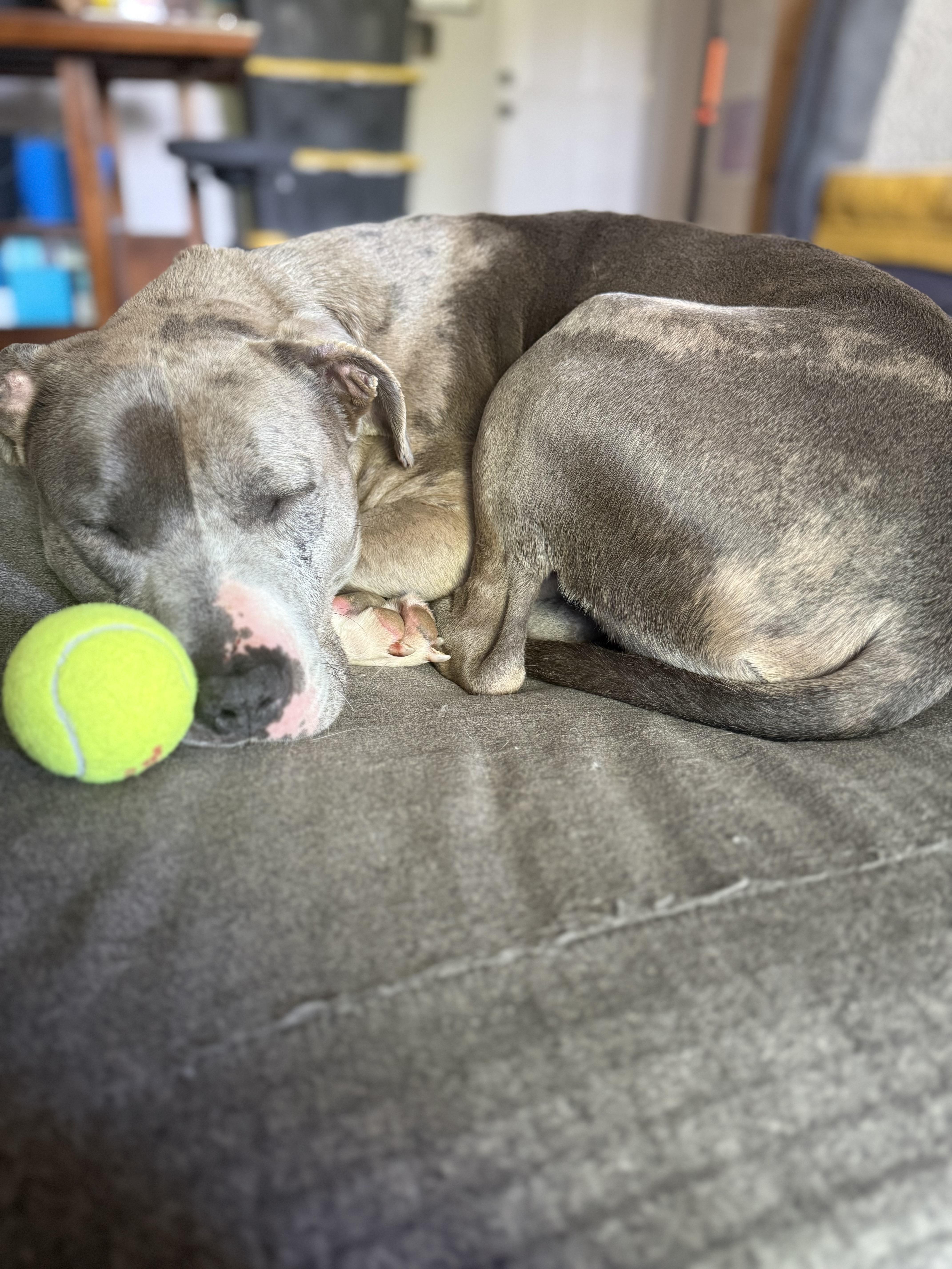 Enlarge Tommy, a Adoptable mixed breed in Charlotte, NC image 6/6