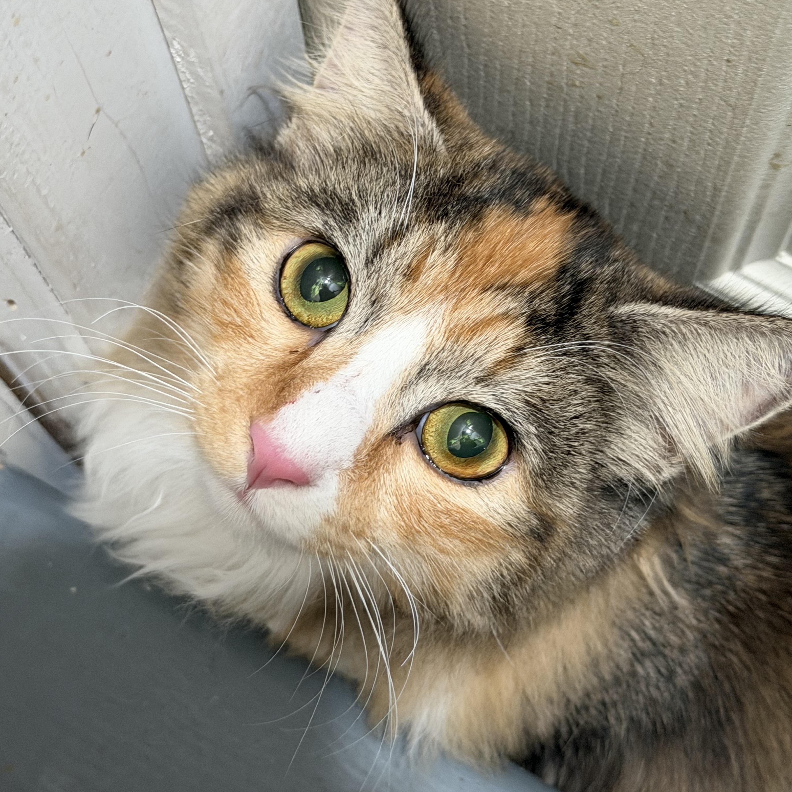 Enlarge Princess , a ADOPTABLE Domestic Long Hair in Oriental , NC image 4/6