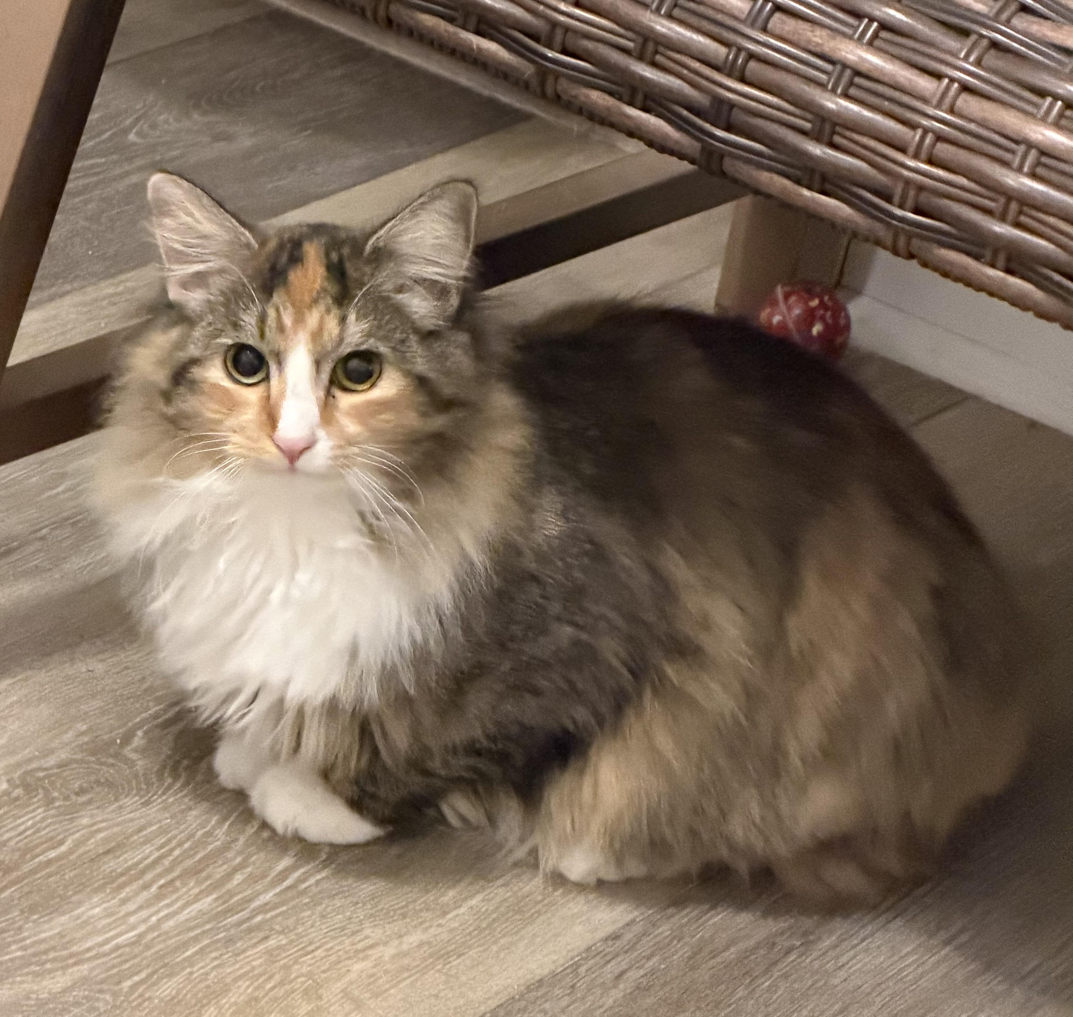 Enlarge Princess , a ADOPTABLE Domestic Long Hair in Oriental , NC image 1/6