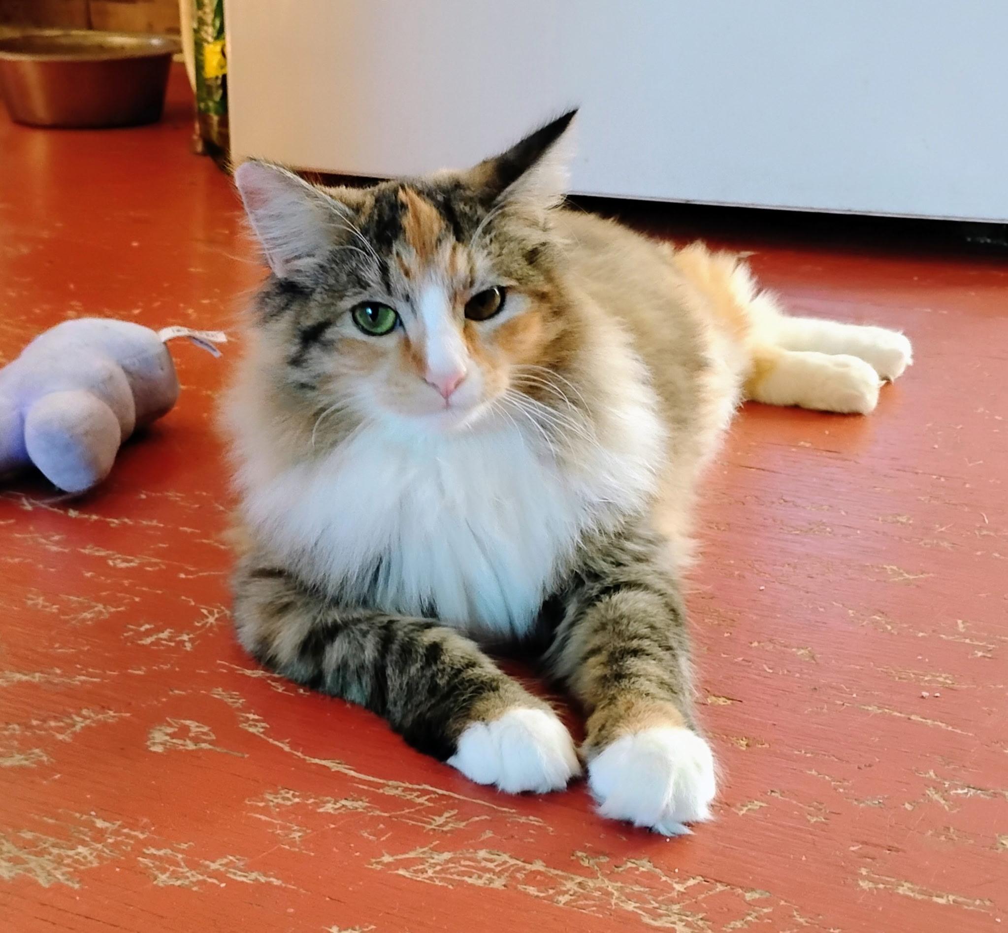 Enlarge Princess , a ADOPTABLE Domestic Long Hair in Oriental , NC image 3/6