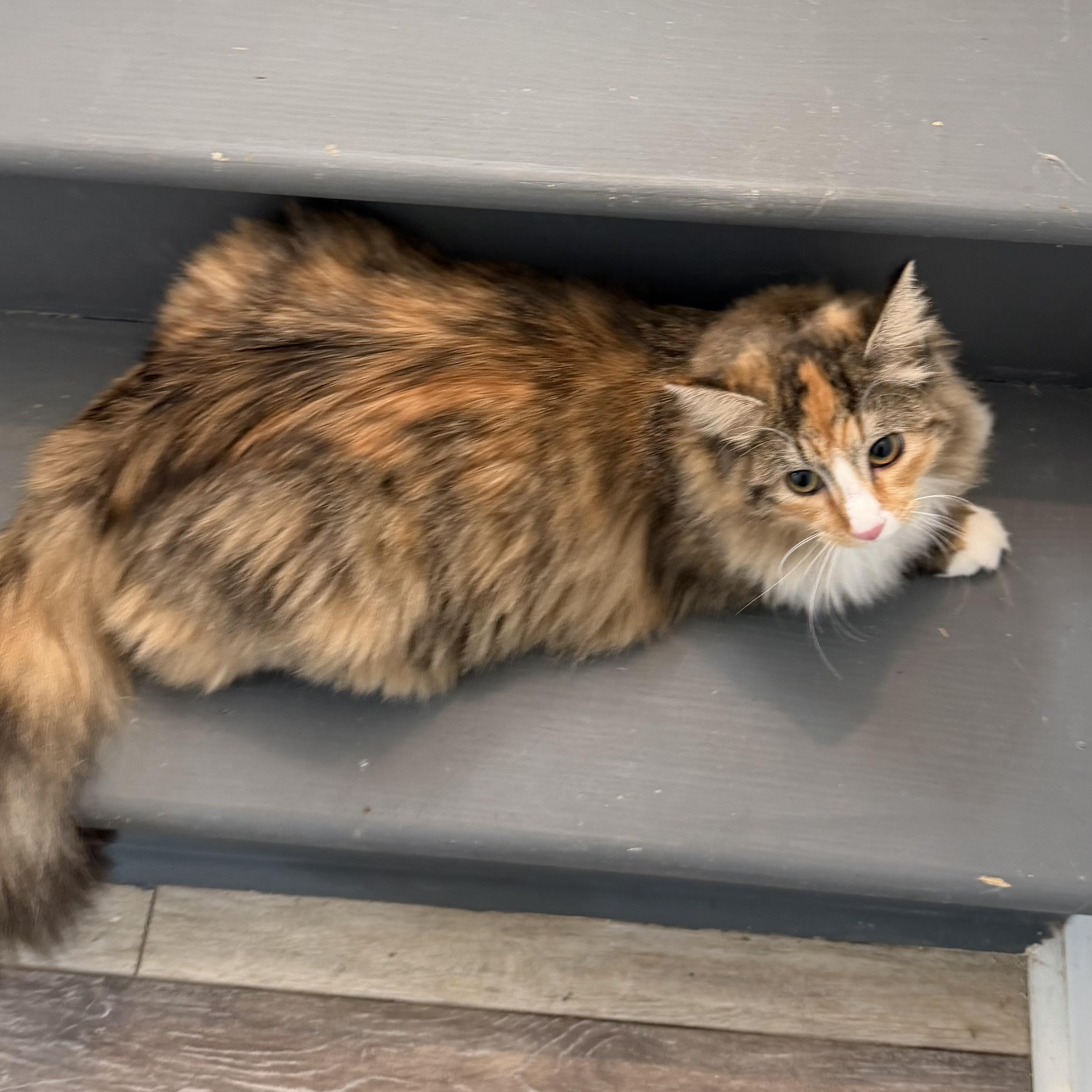 Enlarge Princess , a ADOPTABLE Domestic Long Hair in Oriental , NC image 2/6