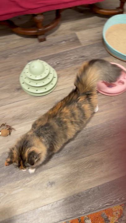 Enlarge Princess , a ADOPTABLE Domestic Long Hair in Oriental , NC video 5/6