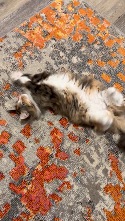 Enlarge Princess , a ADOPTABLE Domestic Long Hair in Oriental , NC video 6/6