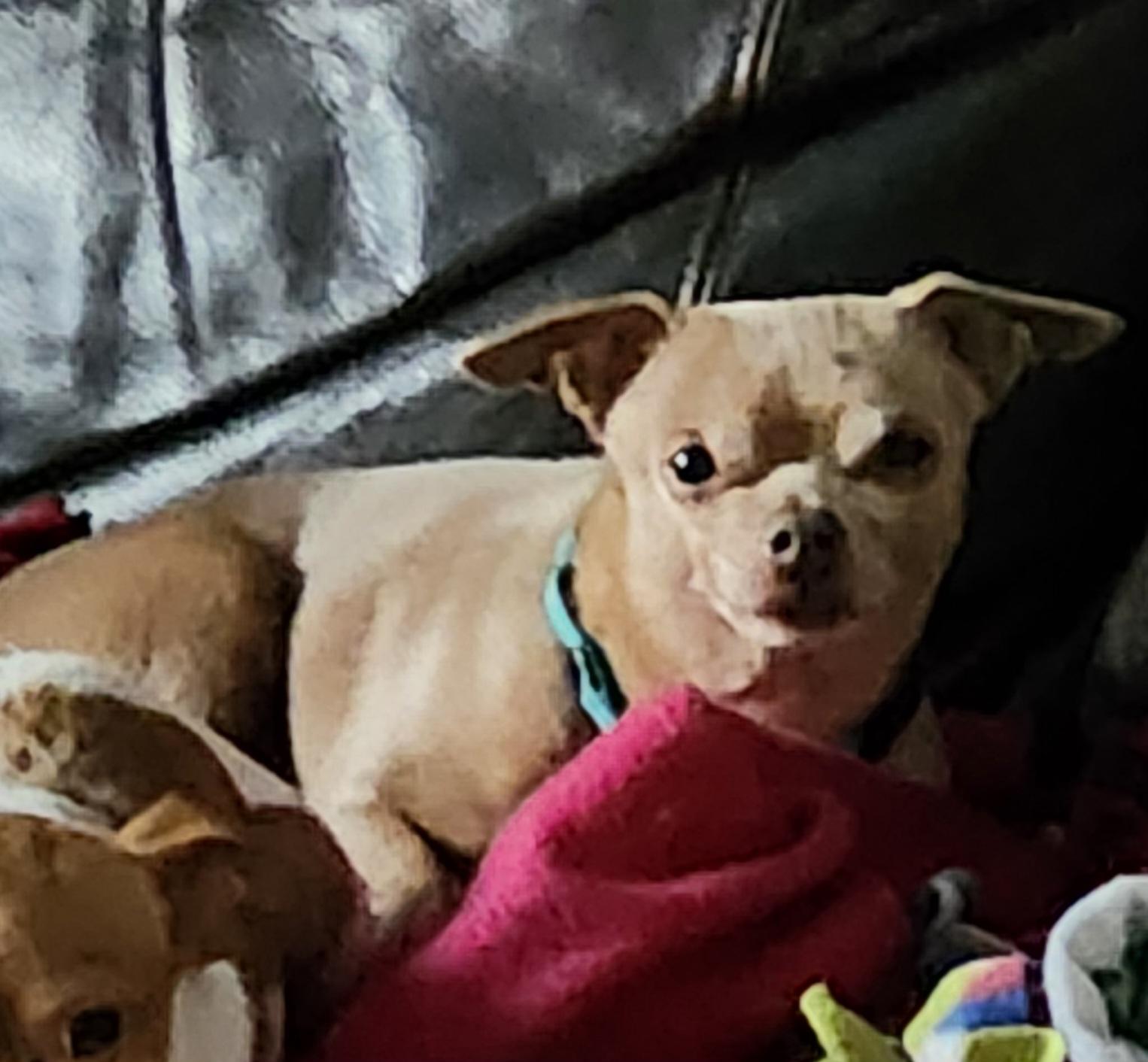 Enlarge MUGSY, a Adoptable Chihuahua in Wolcott, CT image 3/6