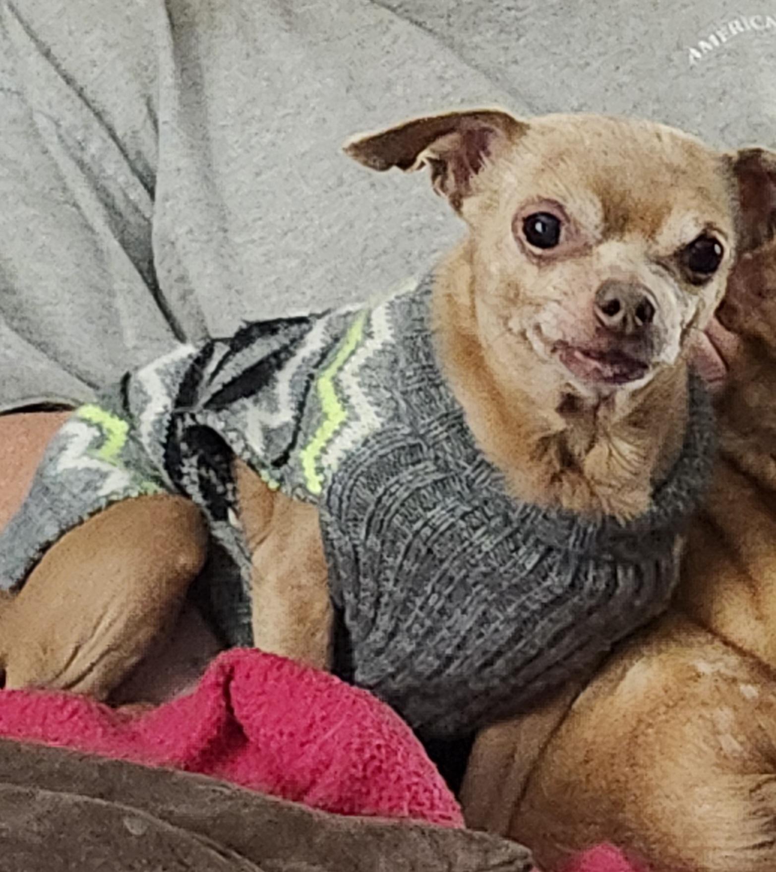 Enlarge MUGSY, a Adoptable Chihuahua in Wolcott, CT image 4/6