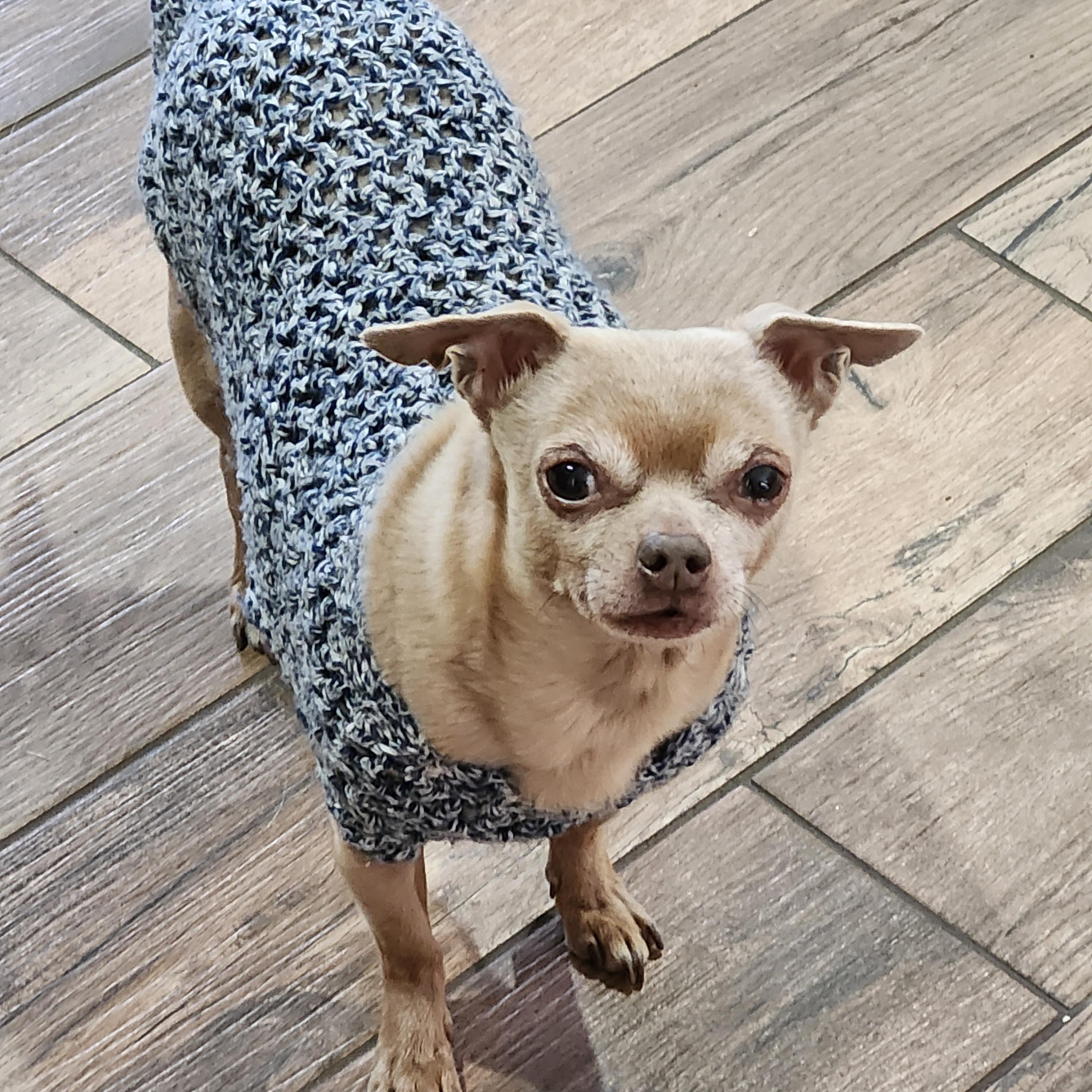 Enlarge MUGSY, a Adoptable Chihuahua in Wolcott, CT image 2/6