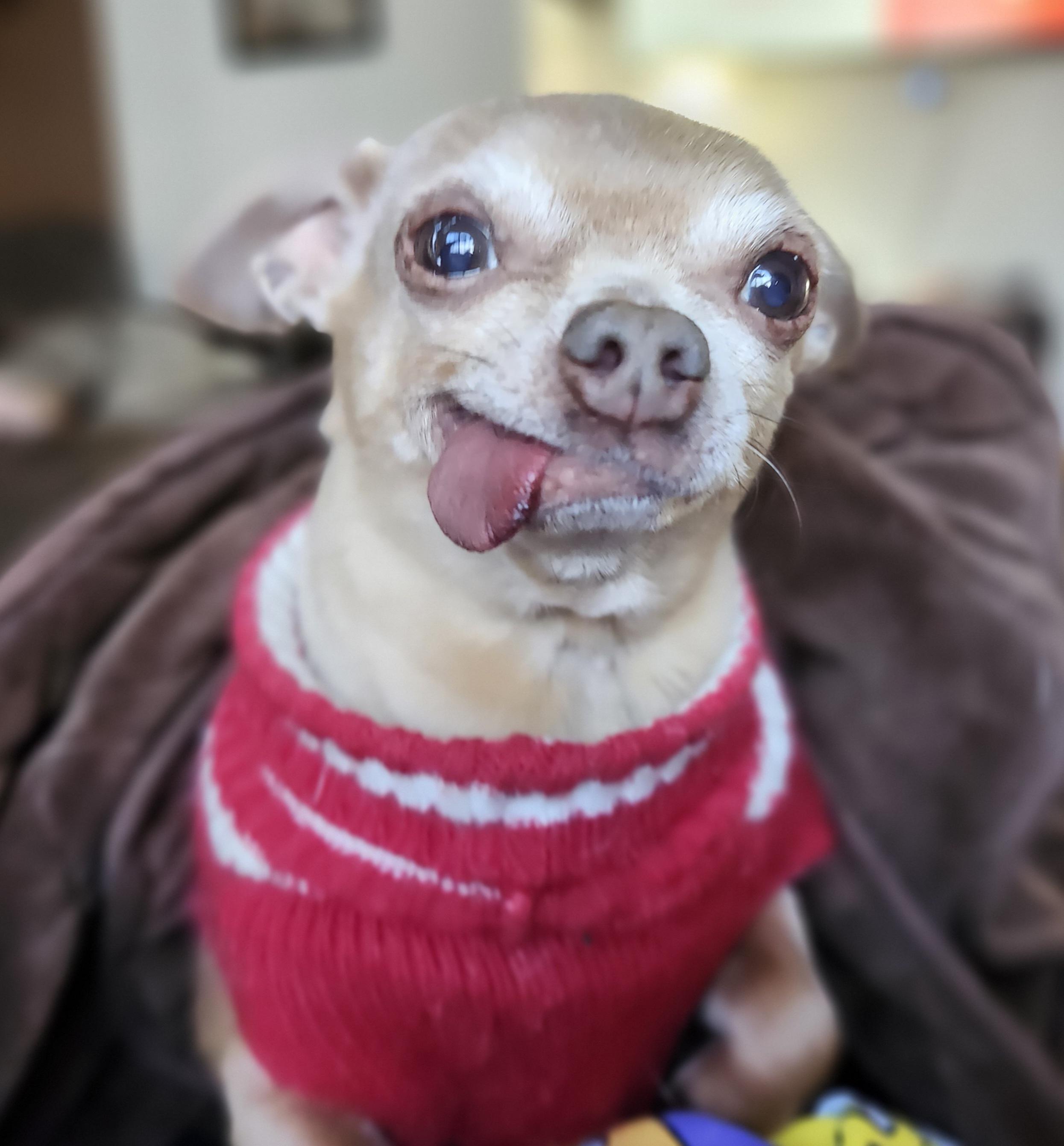 Enlarge MUGSY, a Adoptable Chihuahua in Wolcott, CT image 1/6