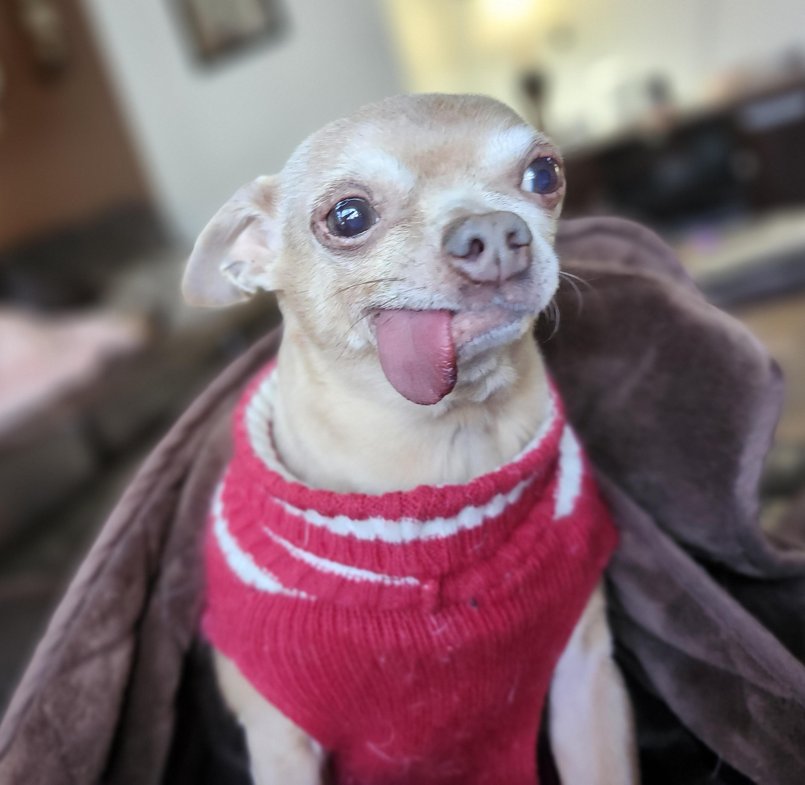 Enlarge MUGSY, a Adoptable Chihuahua in Wolcott, CT image 6/6