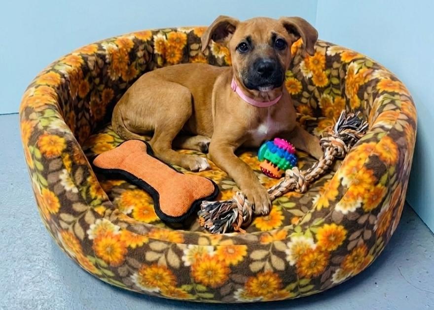 Enlarge **DOT**, a Adoptable Shepherd in North Prairie, WI image 1/2