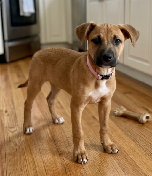 Enlarge **DOT**, a Adoptable Shepherd in North Prairie, WI image 2/2