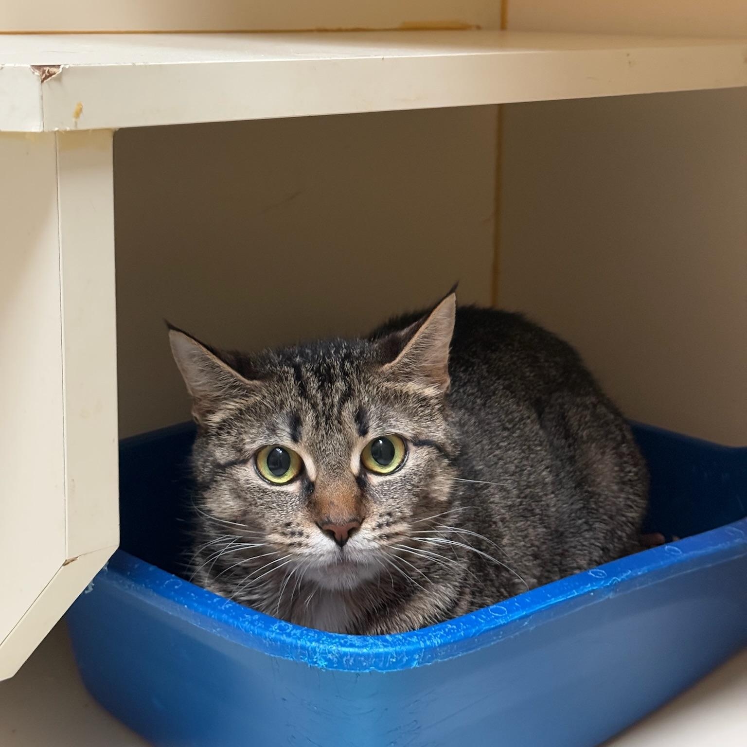 Clover, a Adoptable Domestic Short Hair in Kent, WA image 3/4