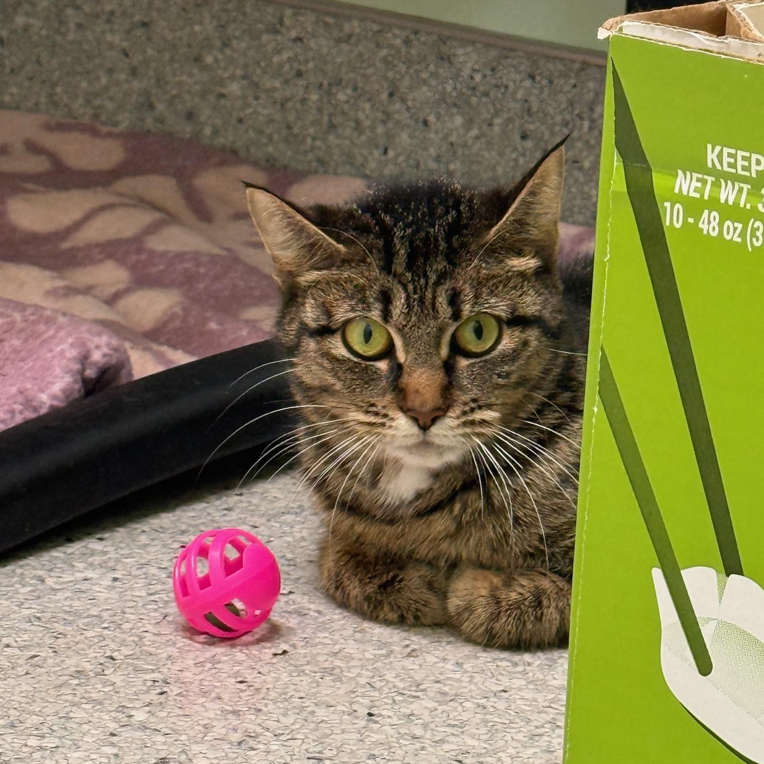 Clover, a Adoptable Domestic Short Hair in Kent, WA image 4/4