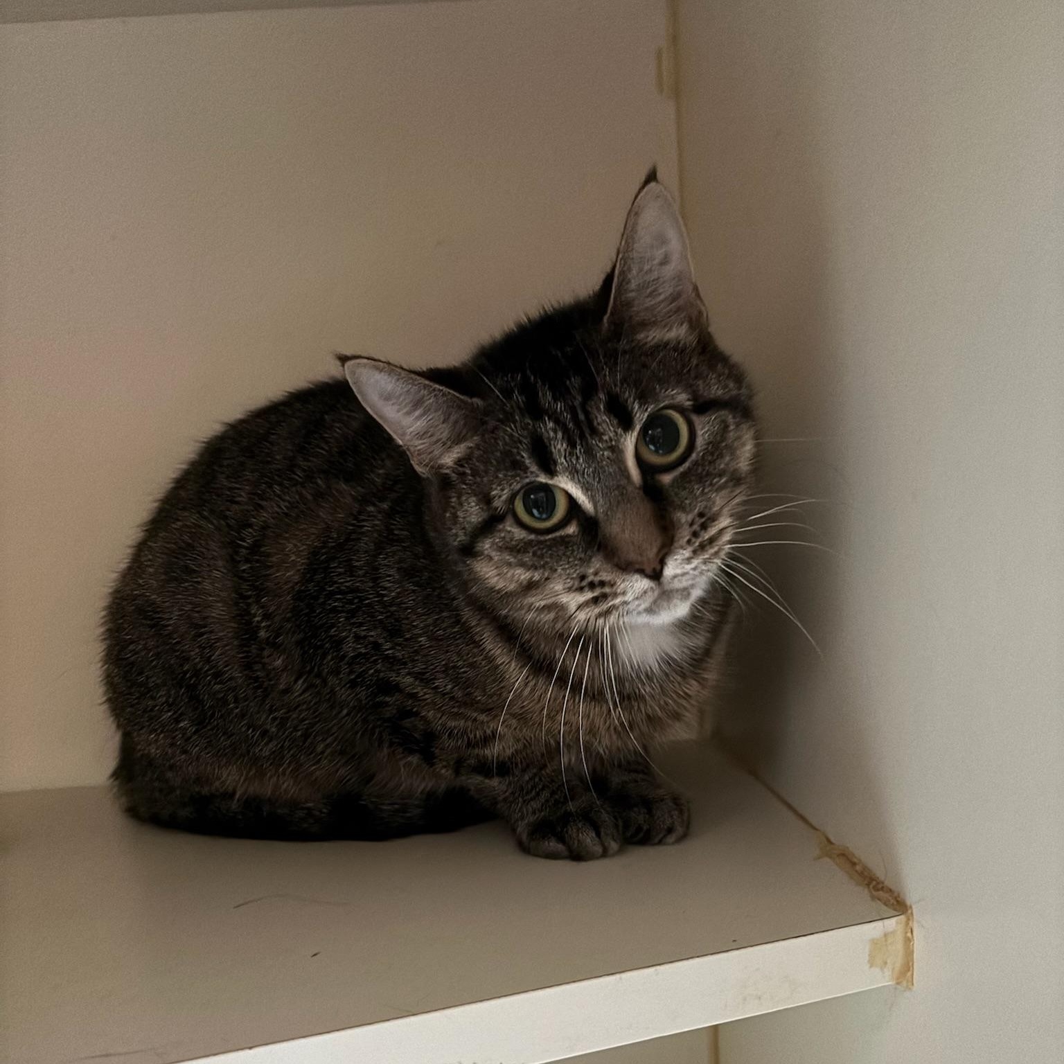 Clover, Adoptable, Adult Female Domestic Short Hair.