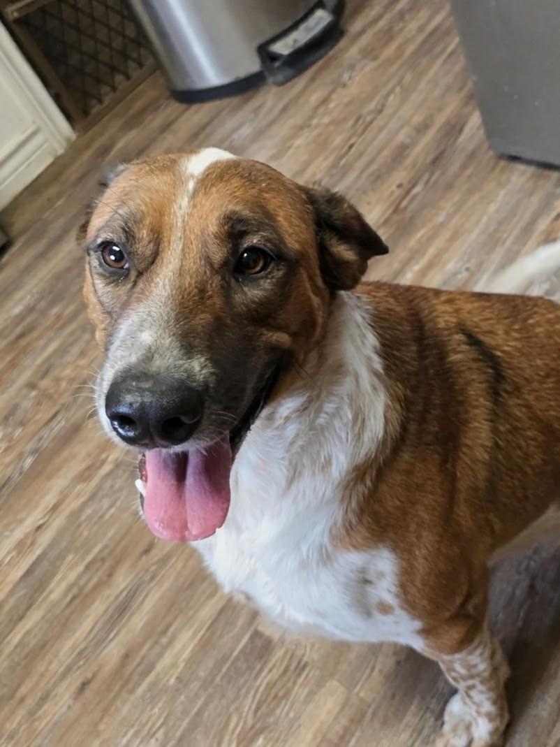 Vaquita (Little Cowgirl), Adoptable, Adult Female Labrador Retriever.