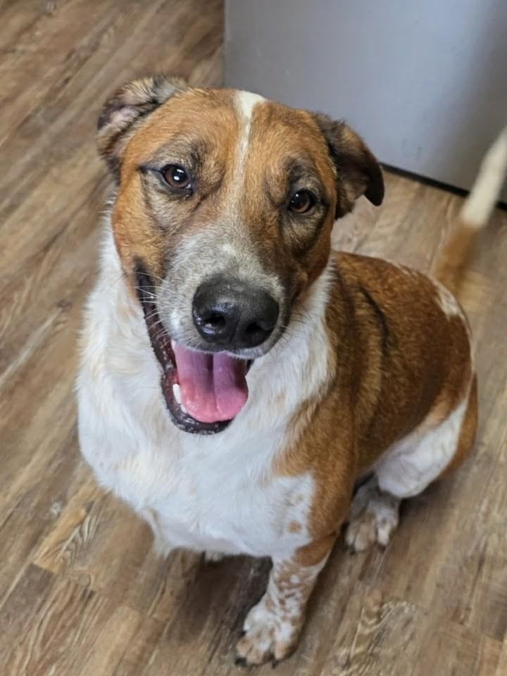 Vaquita (Little Cowgirl), a Adoptable mixed breed in PEARLAND, TX image 2/4