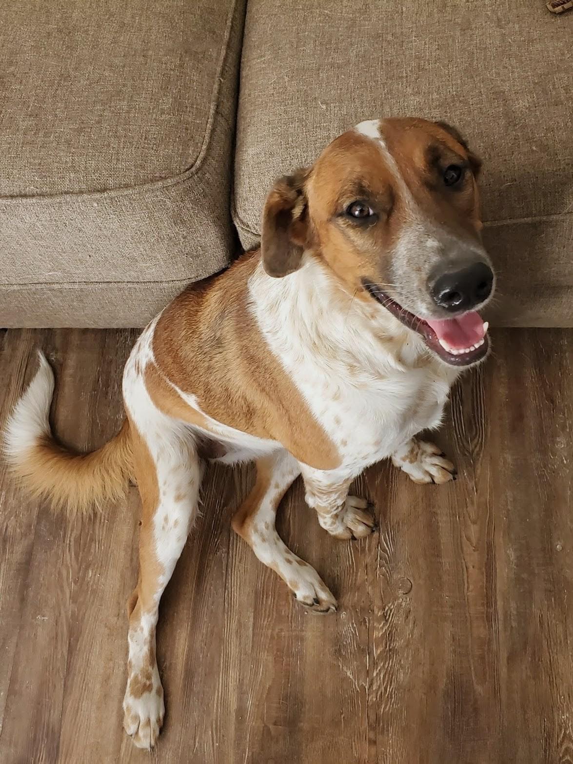 Vaquita (Little Cowgirl), a Adoptable mixed breed in PEARLAND, TX image 3/4