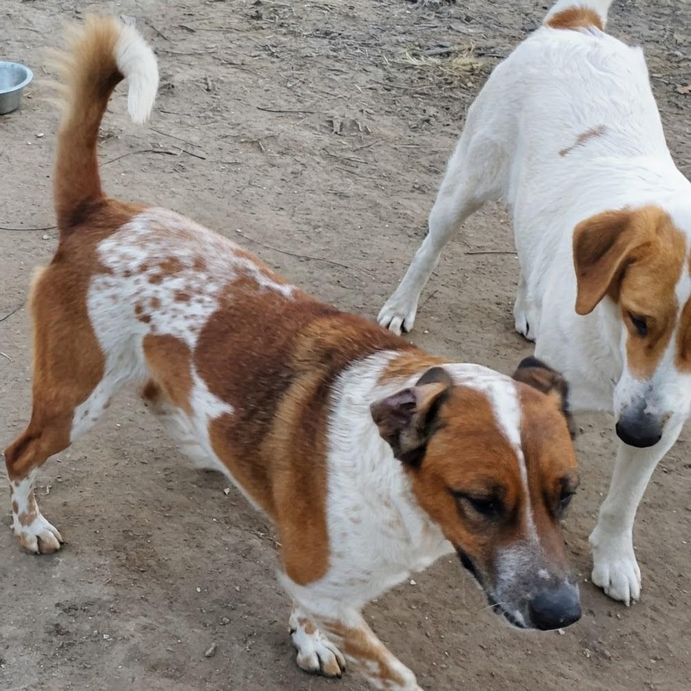 Vaquita (Little Cowgirl), a Adoptable mixed breed in PEARLAND, TX image 4/4